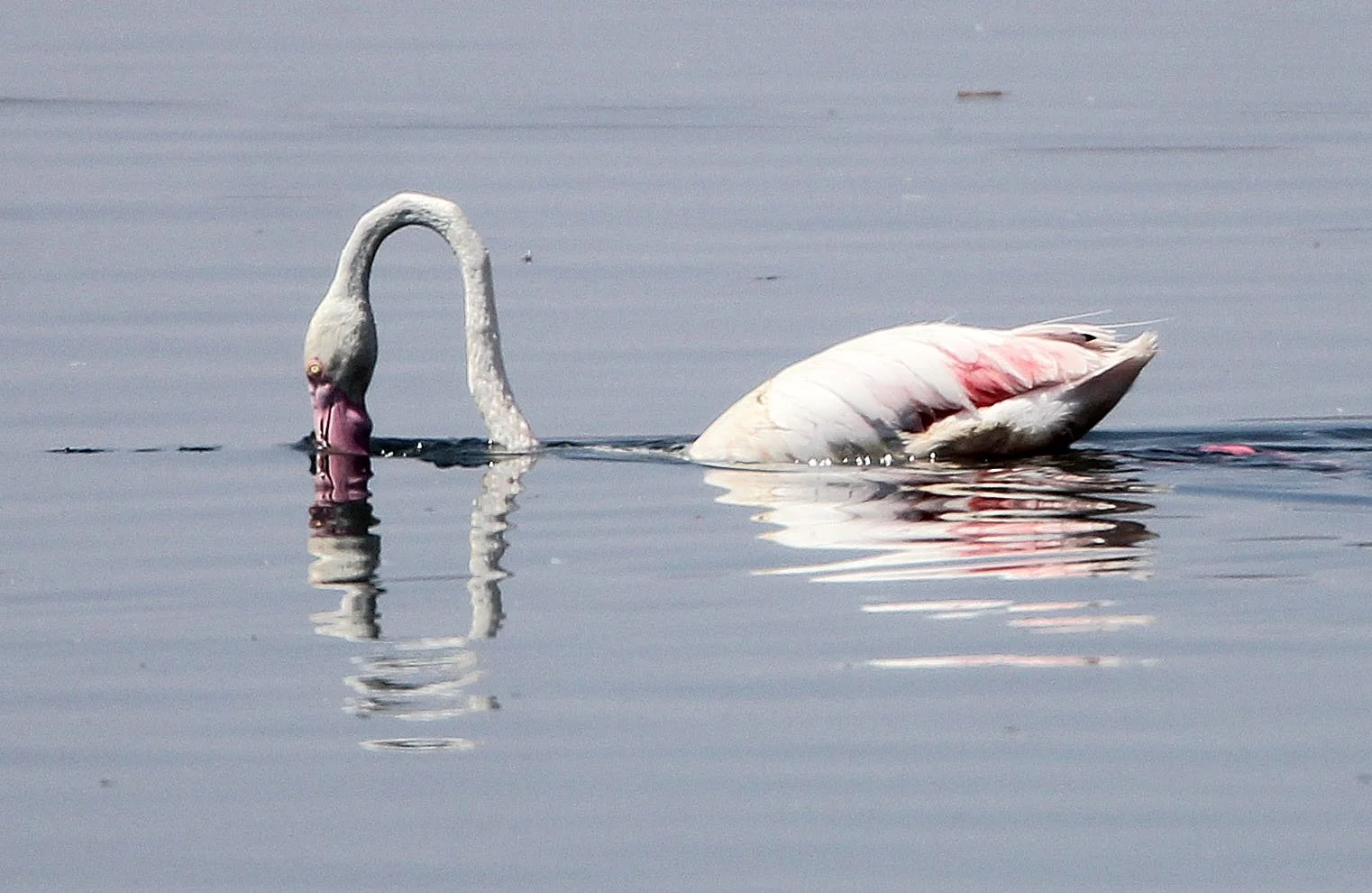 Phoenicopterus roseus - Greater Flamingo - Laguna Dulce Spain (12).JPG