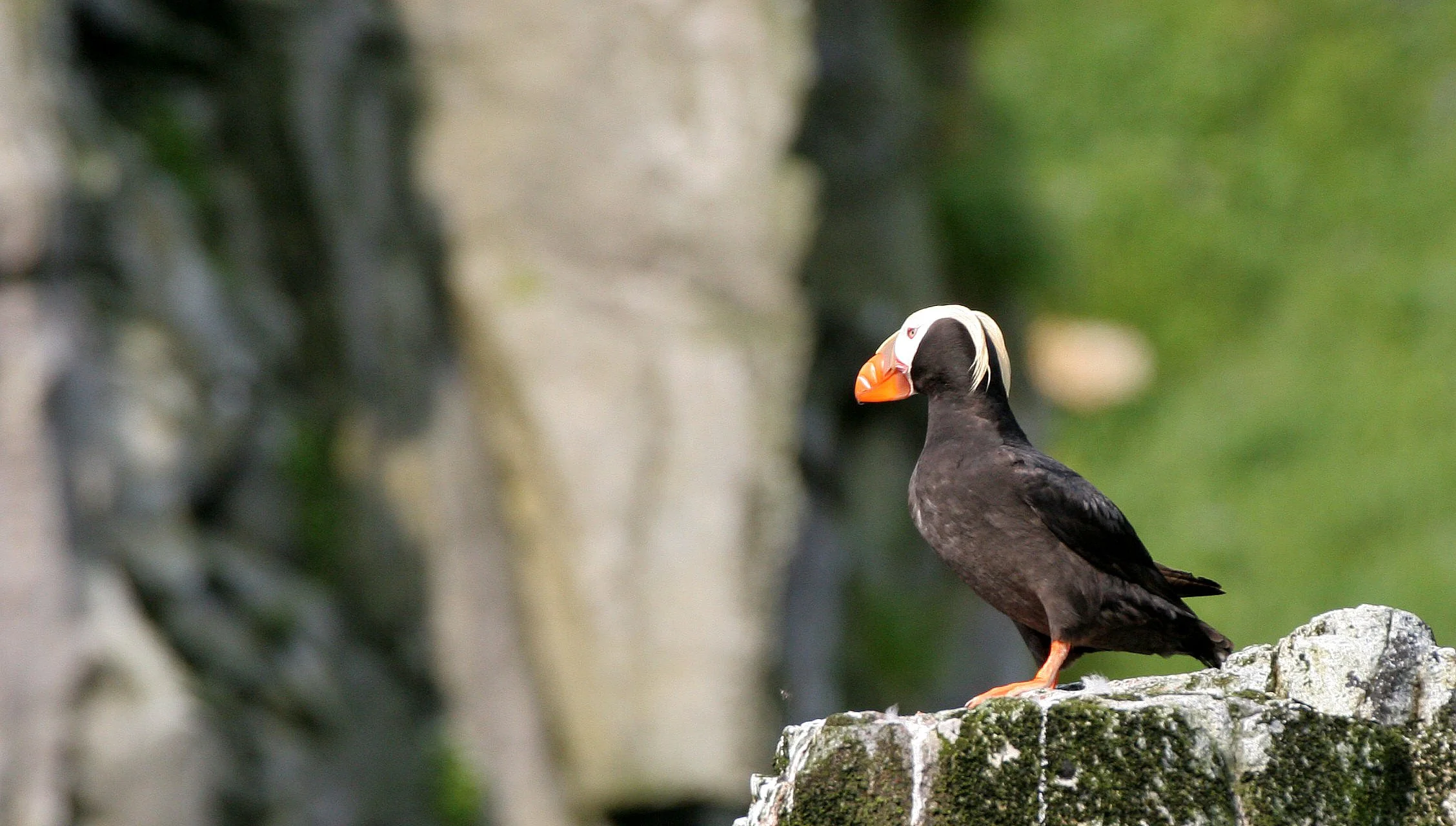 Fratercula cirrhata - TUFTED PUFFIN - COMMANDER ISLANDS (9).jpg