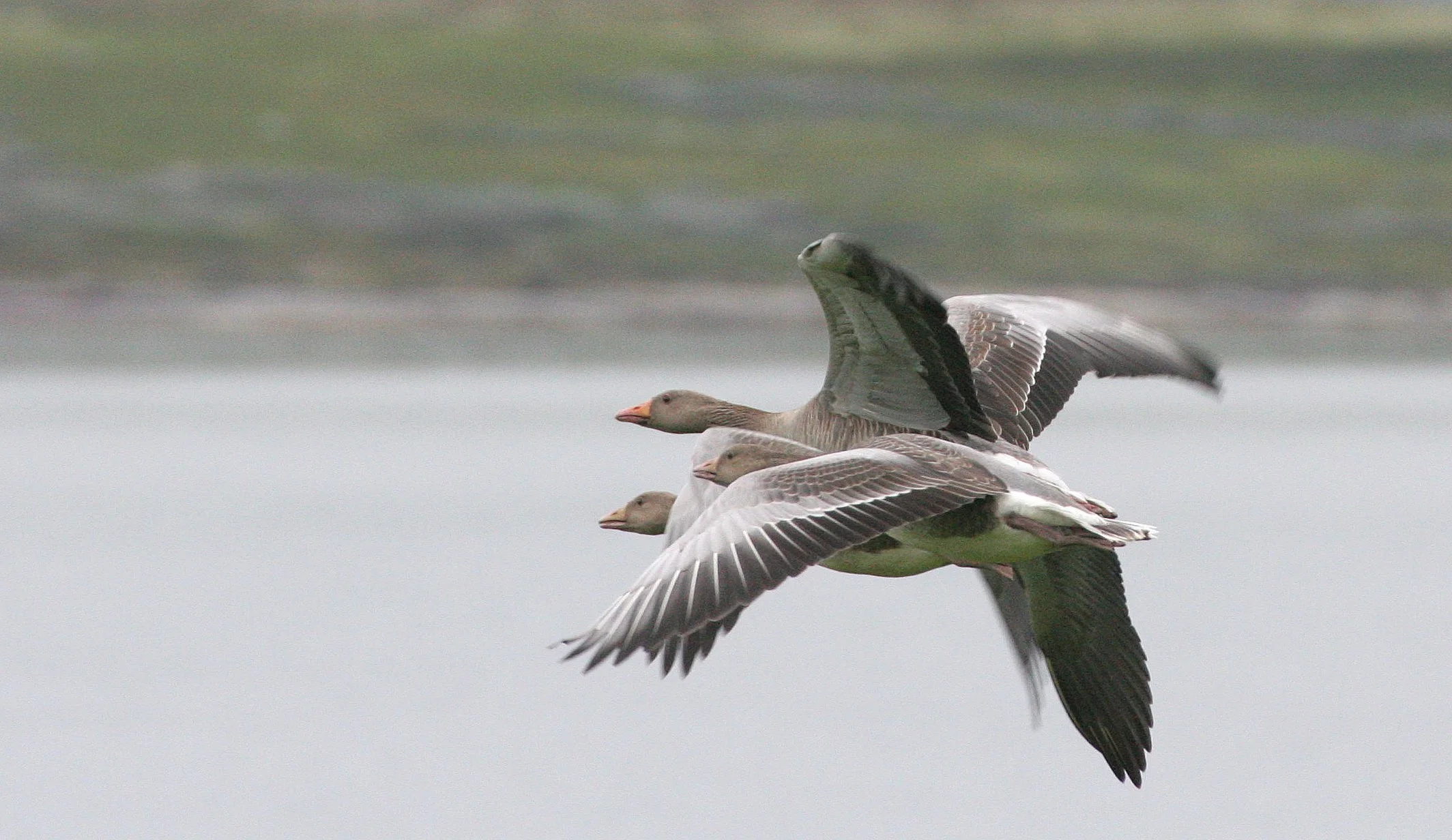 GOOSE - GREYLAG GOOSE - Anser anser - SEEN NEAR HORNOYA NORWAY (17).jpg