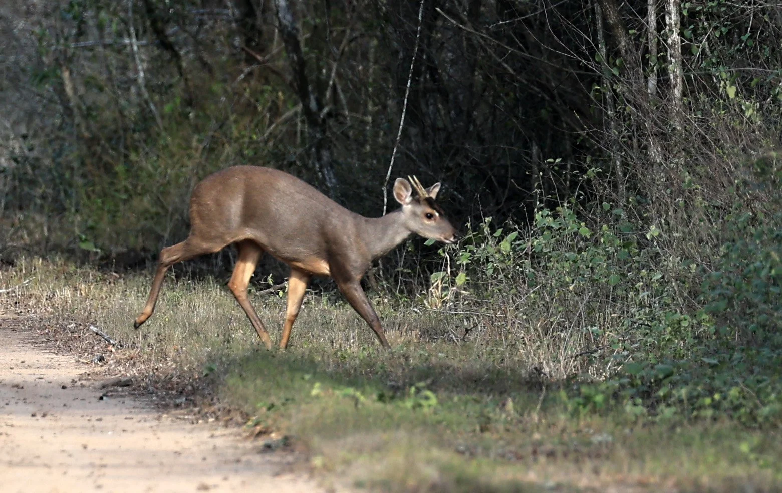 Southern Brown Brocket (Subulo gouazoubira) Selva Serena Natural Reserve (14).jpg