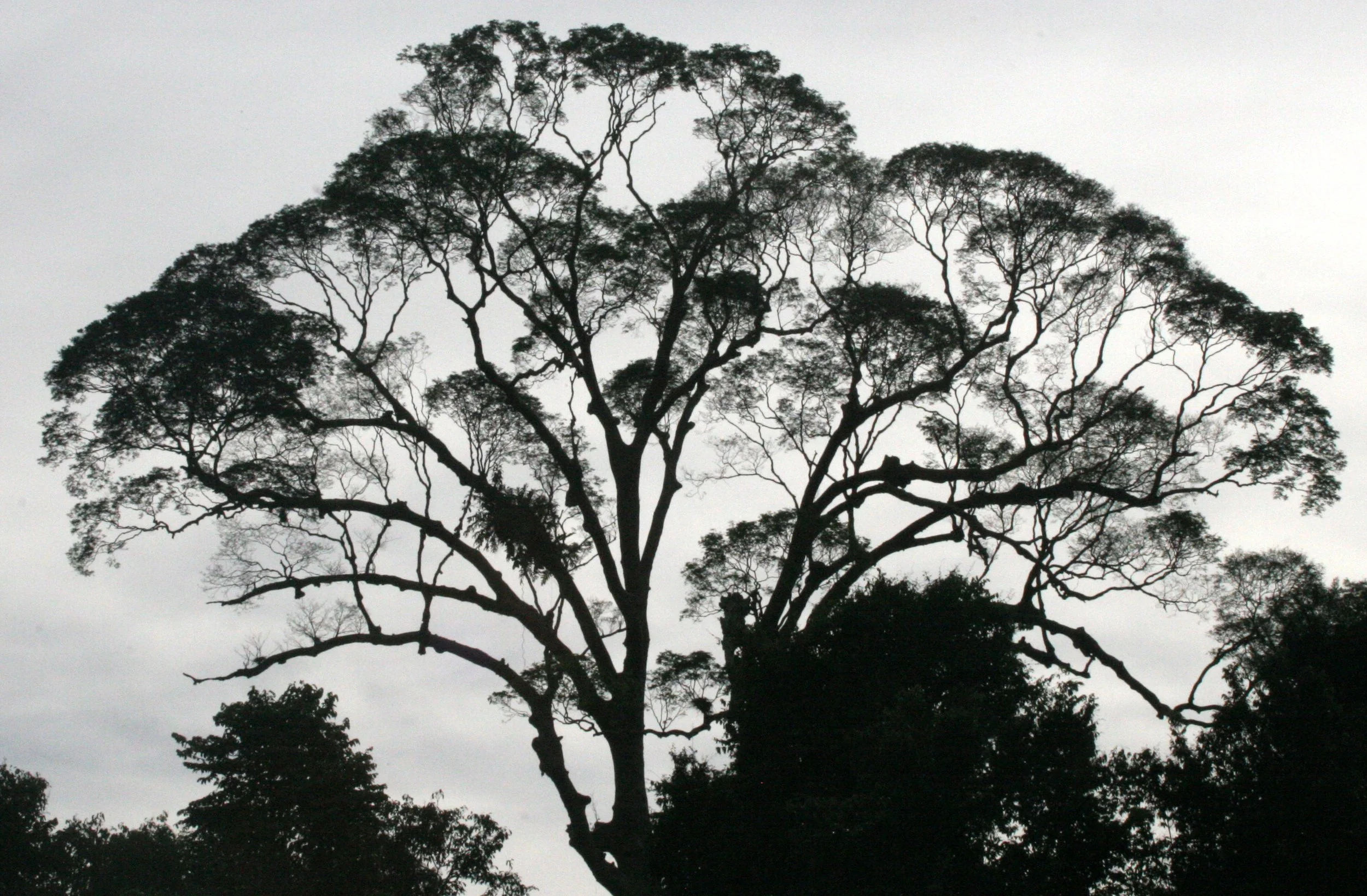KINABATANGAN RIVER BORNEO - KOMPASIA SPECIES.JPG