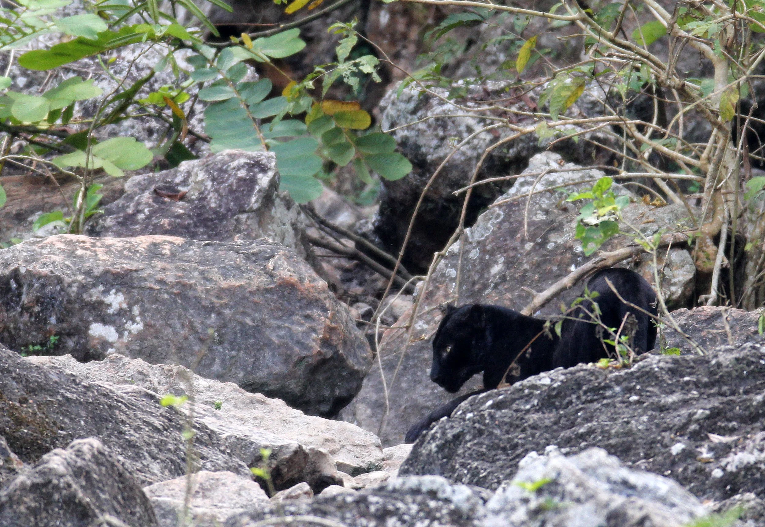 Panthera pardus delacouri - INDOCHINESE LEOPARD - MELANISTIC FORM - HUAI KHA KHAENG - KAPOK KAPIEN STATION & MINERAL LICK - THAI (203).JPG