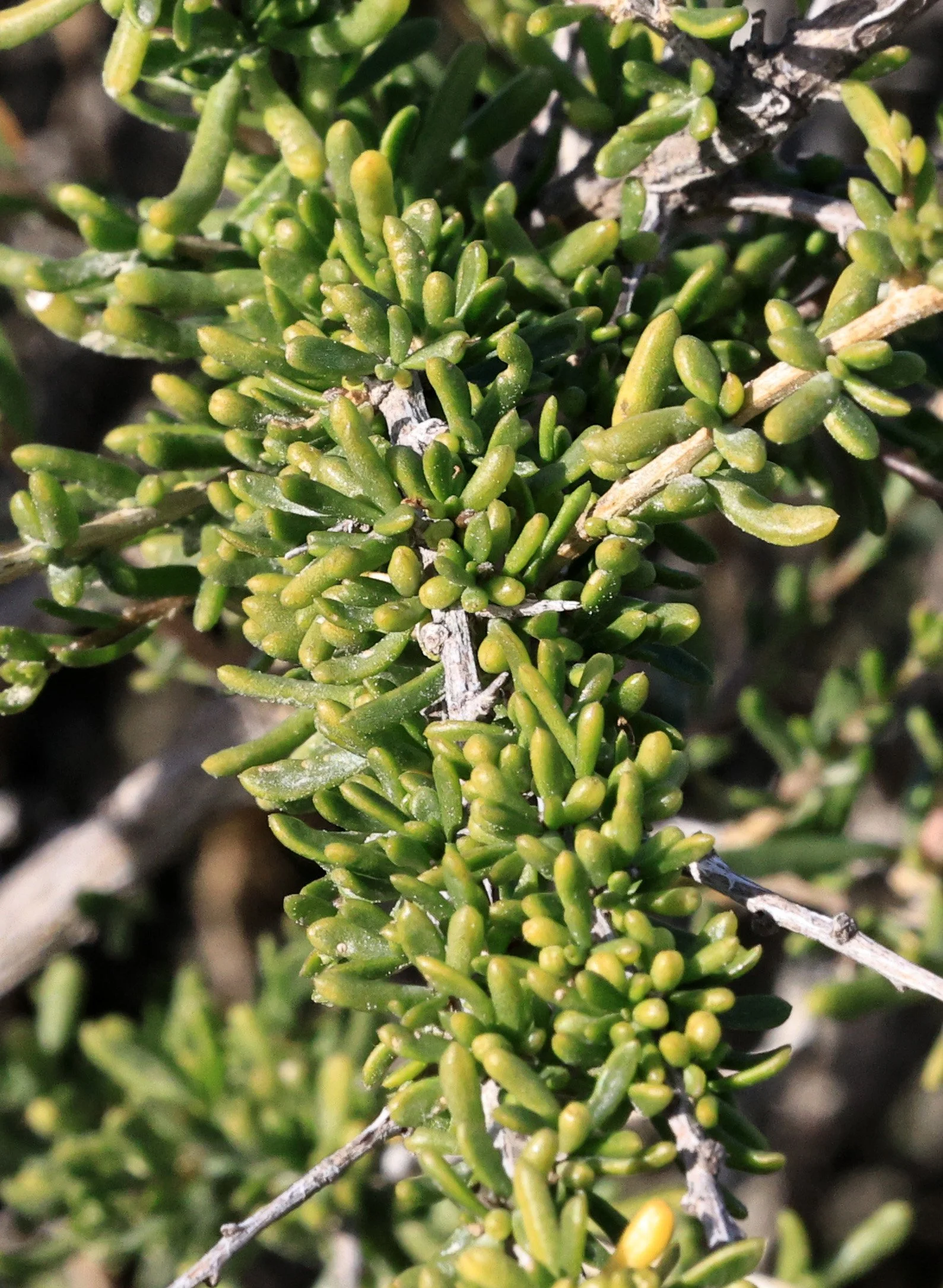 Piquillín (Condalia microphylla) Valdes Peninsula