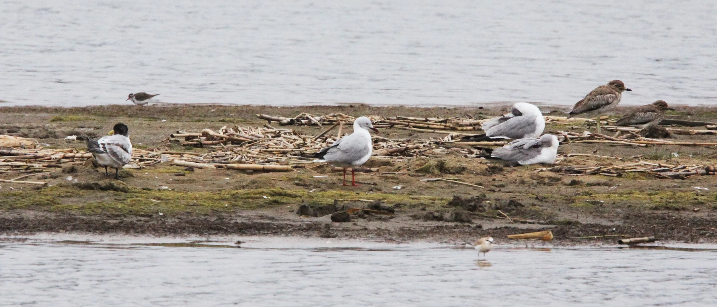BIRD - GULL - GREY-HEADED GULL - WITH SWIFT TERN AND WATER THICK-KNEE - SAINT LUCIA NATURE RESERVES SOUTH AFRICA (4).JPG