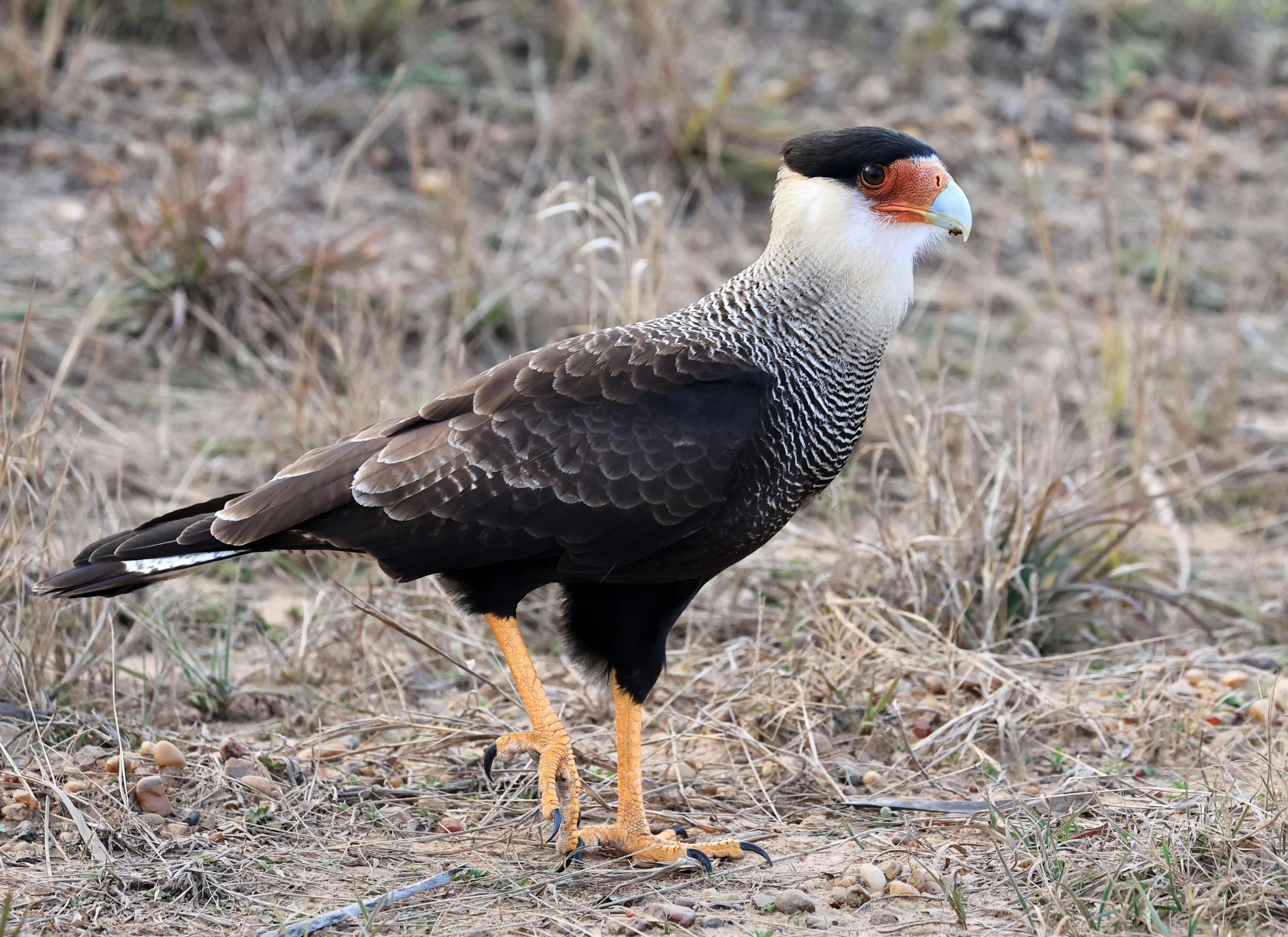 Crested Caracara (Caracara plancus) El Palmar National Park, Entre Rios, Argentina (2).jpg