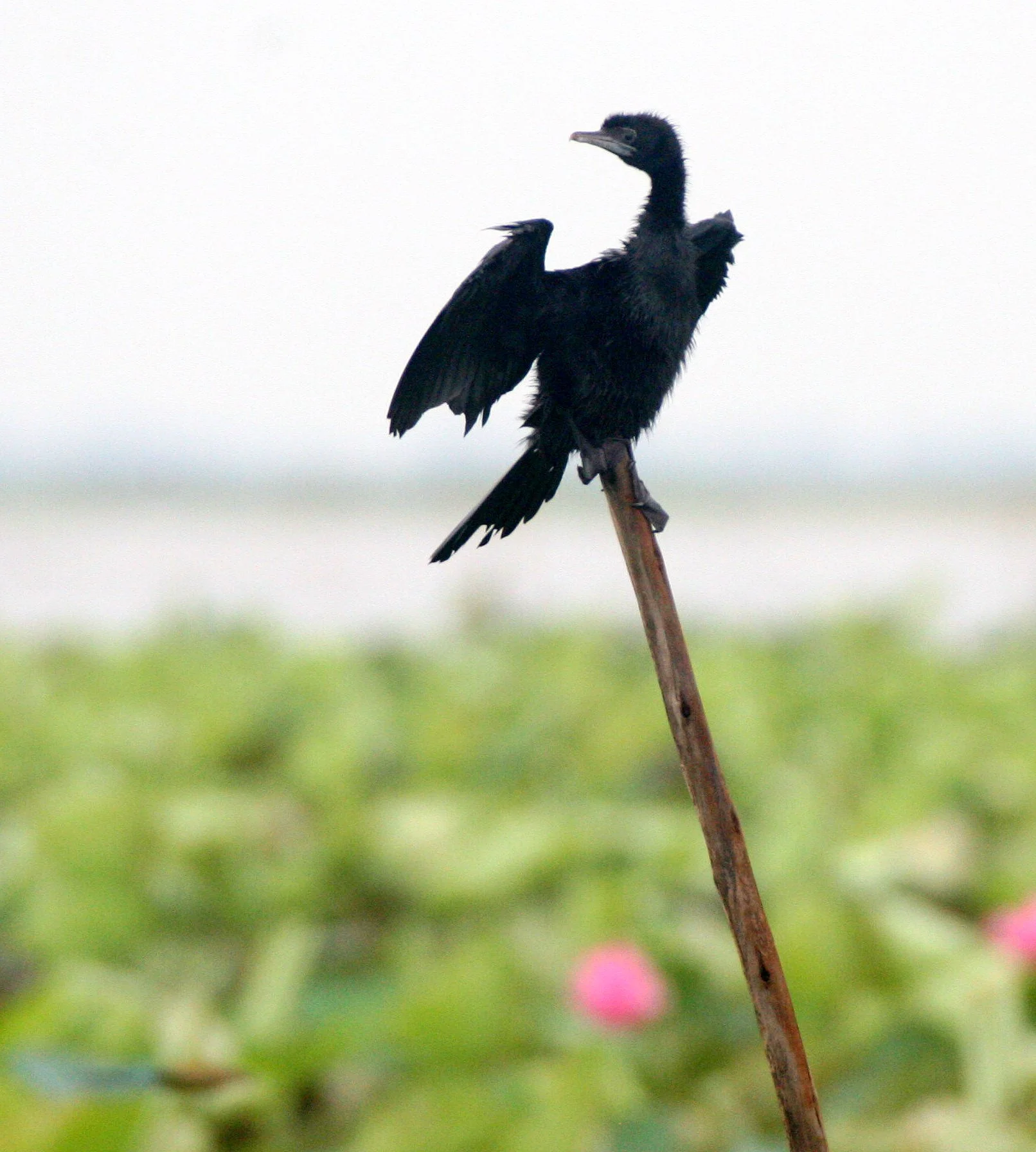 Microcarbo niger - Little Cormorant - Bueng Boraphet Thailand (26).JPG