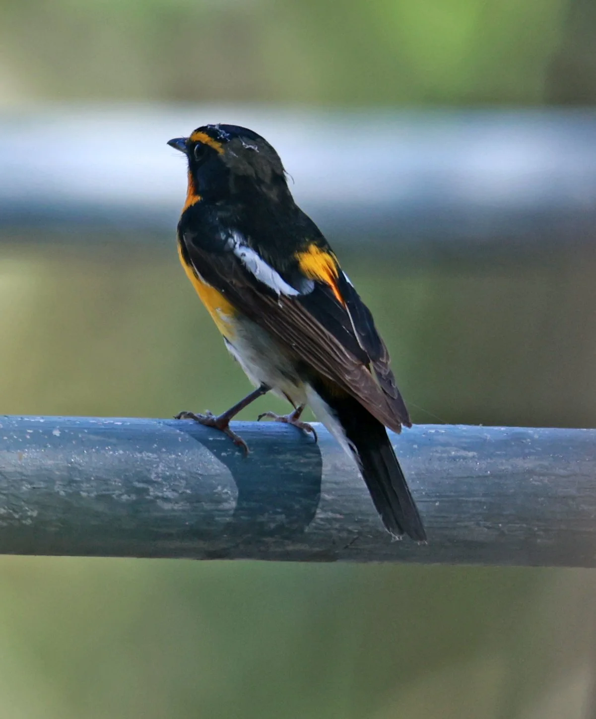 Flycatcher - Narcissus Flycatcher - Ficedula narcissina - Bang Pu Mangrove Forest Reserve, Samut Prakan March 30, 2024 (46).jpg