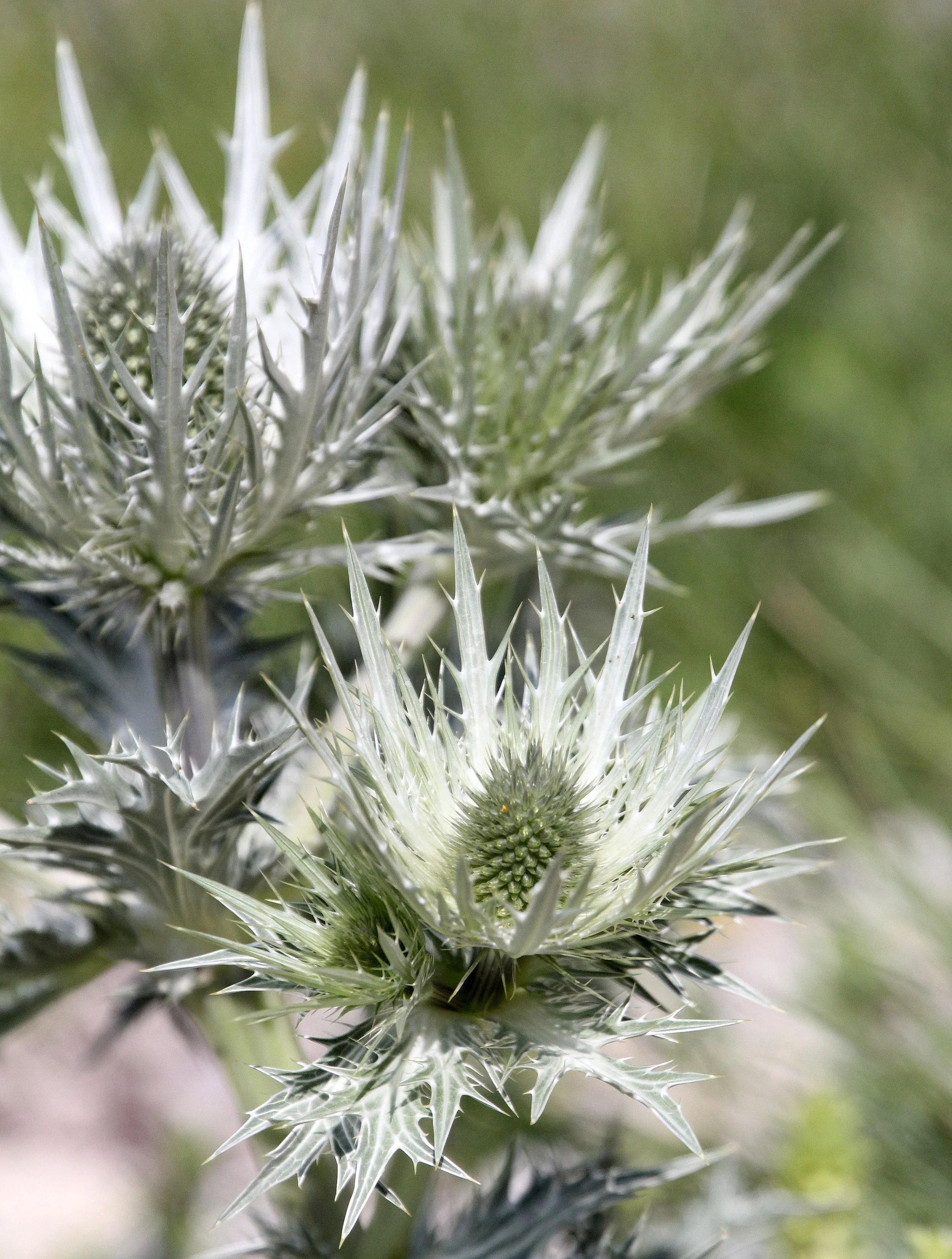 VERCORS NATIONAL PARK FRANCE (26).JPG