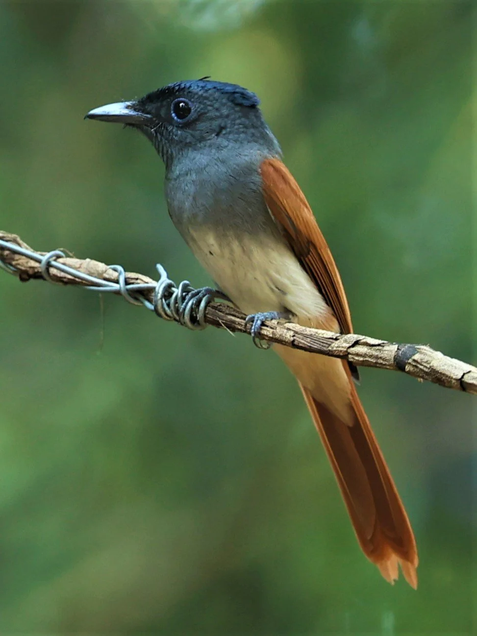PARADISE-FLYCATCHER - BLYTH'S PARADISE-FLYCATCHER - Terpsiphone affinis - WAT THAM PRATHUM CHONBURI JAN 30 2022 (57).jpg