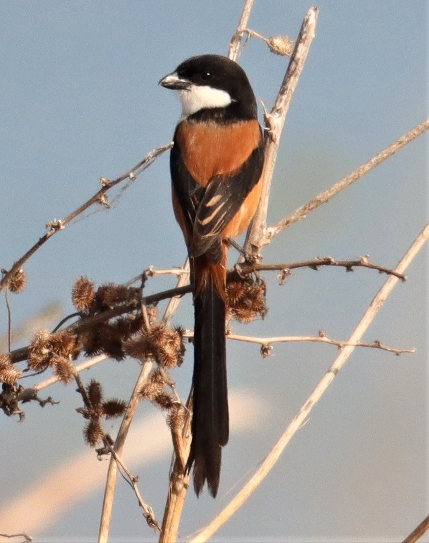 Long-tailed Shrike (Lanius schach) Lumtakong Lake Pak Chong