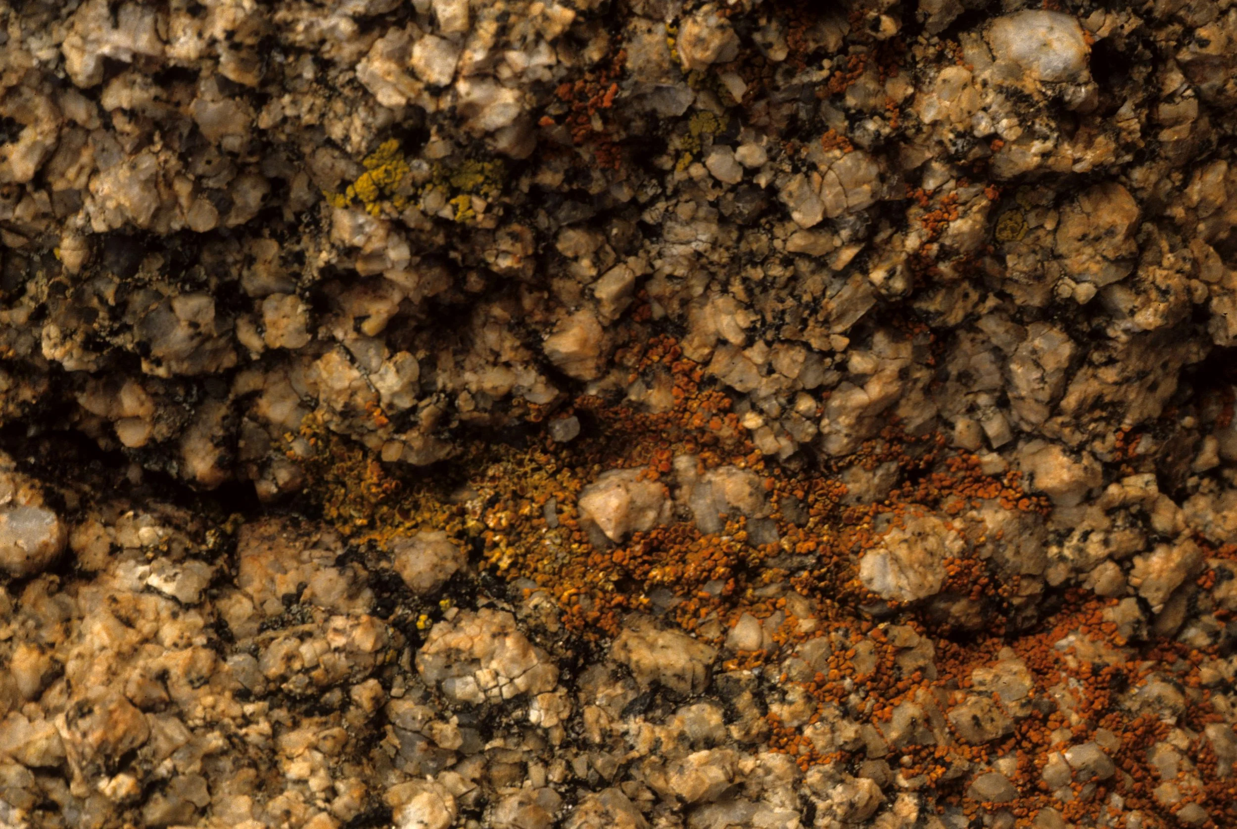 ANZA BORREGO - LICHENS.jpg