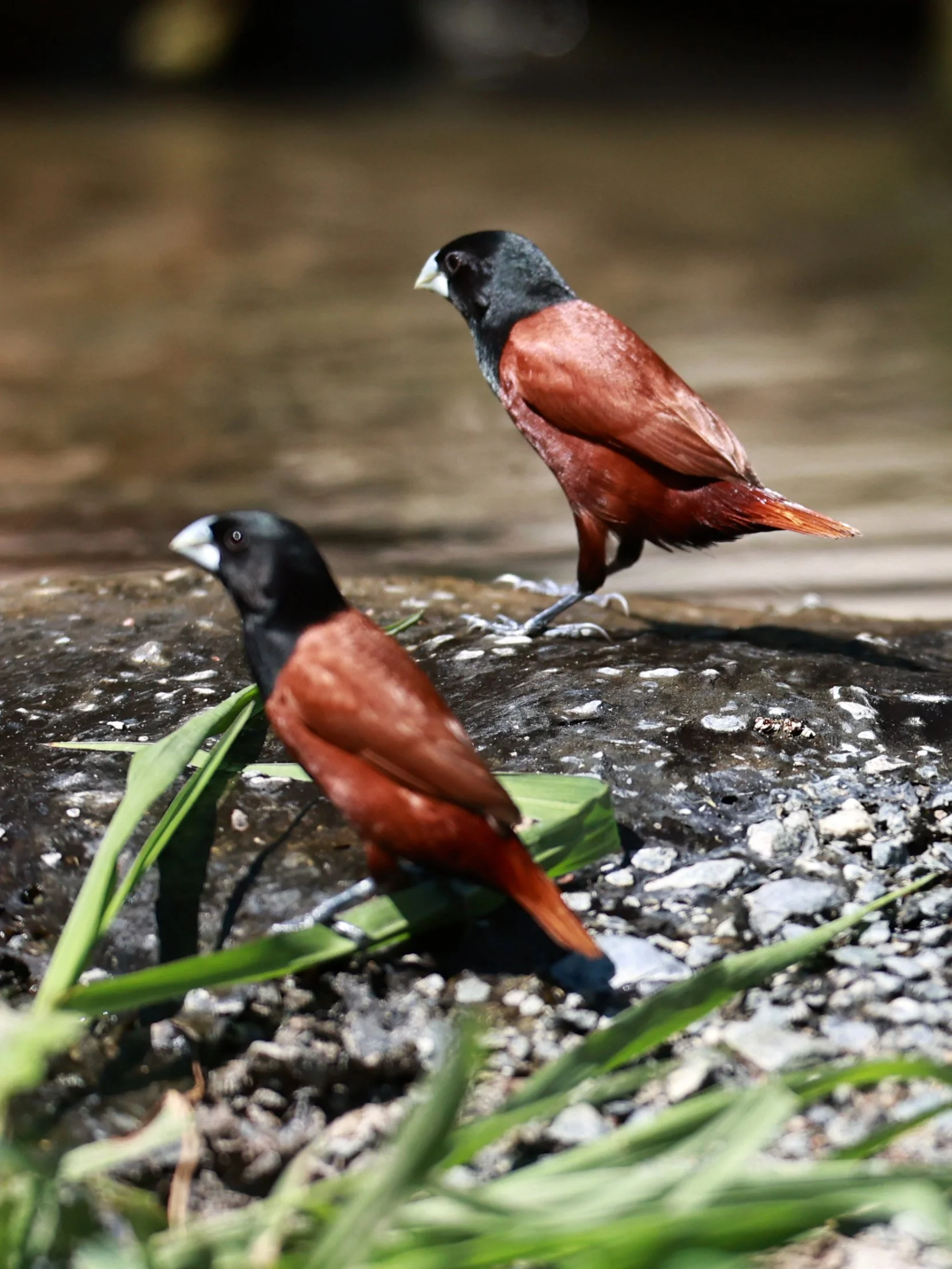 Munia - Black-headed Munia - Lonchura malacca - Bang Pu Mangrove Forest Reserve, Samut Prakan March 30, 2024 (4).jpg