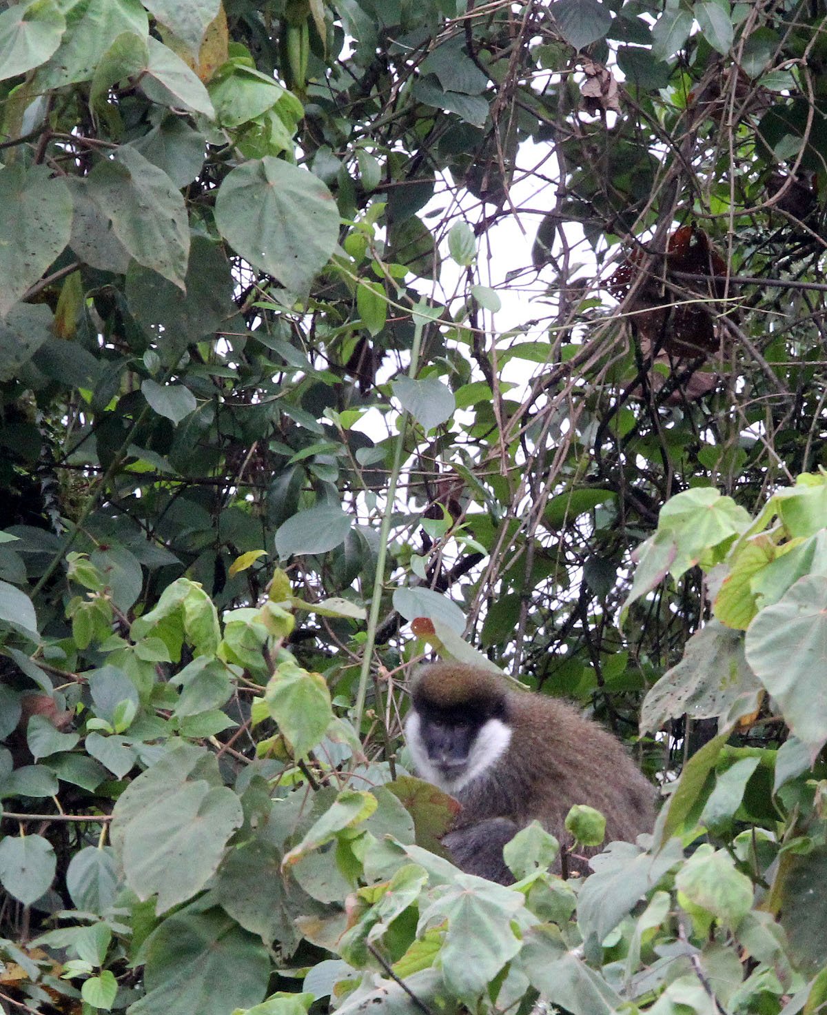 CERCOPITHECIDAE - Chlorocebus djamdjamensis - BALE MONKEY - HARENNA FOREST BALE MOUNTAINS NATIONAL PARK ETHIOPIA (257).JPG