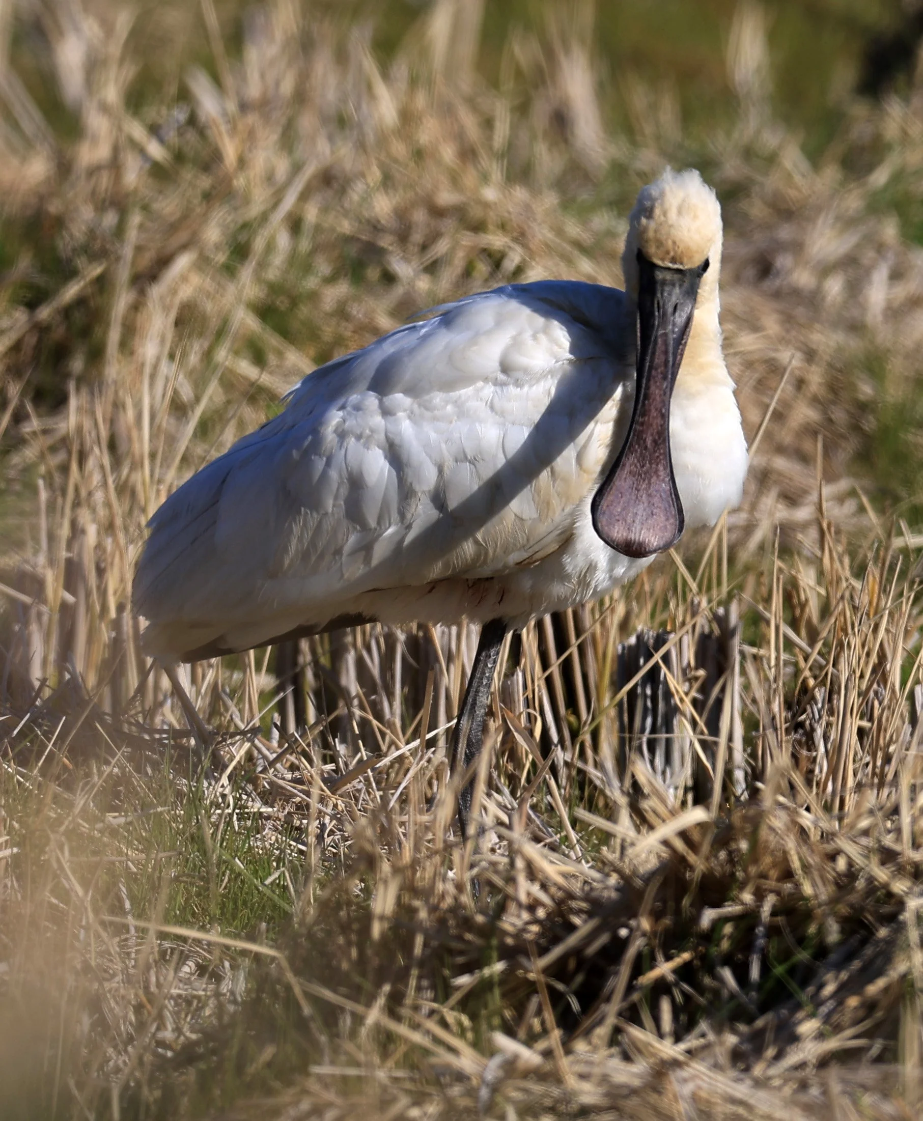 Black-faced Spoonbill (Platalea minor) Izumi Crane Center and Fields Izumi Kagoshima Japan