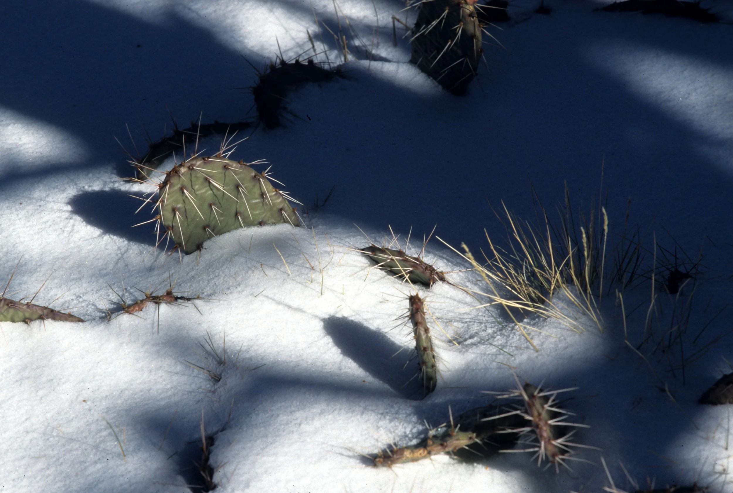 ARIZONA - GRAND CANYON - OPUNTIA PHAEACANTHA.jpg