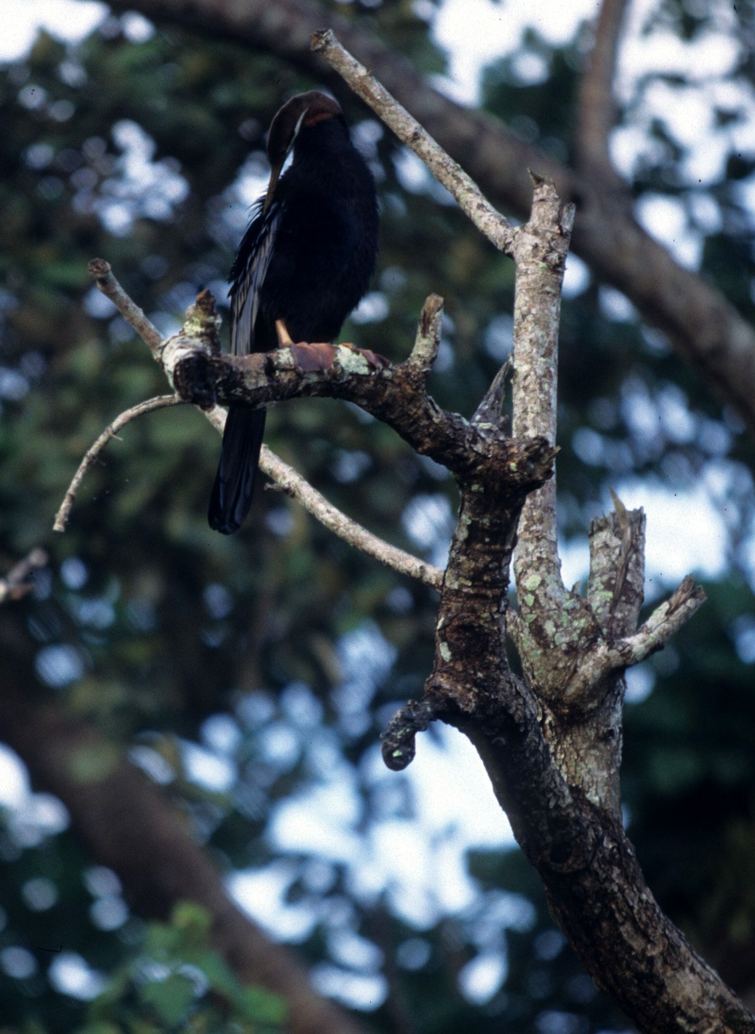 BIRD - DARTER - KAKADU NP E.jpg