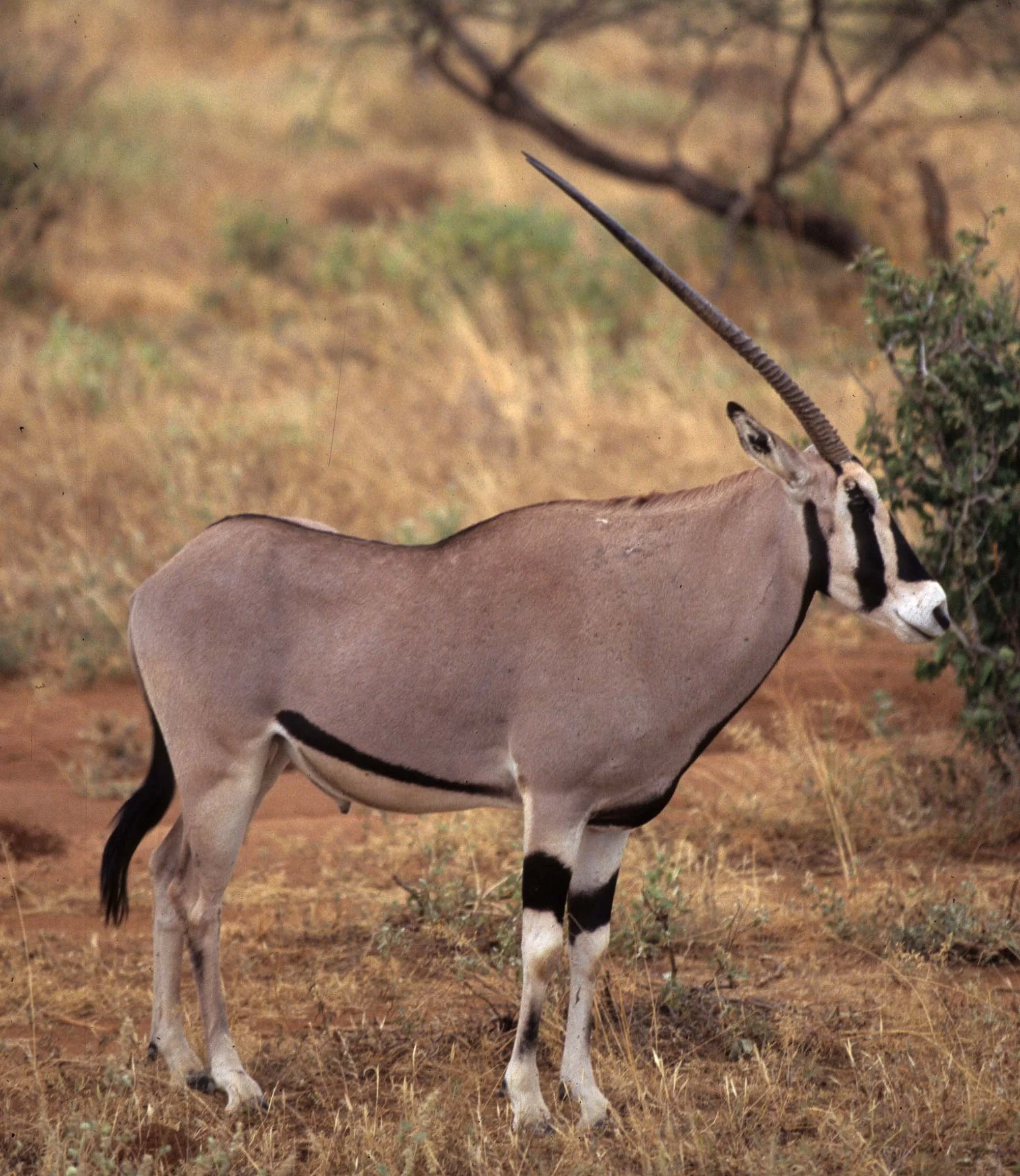 BOVID - ORYX - BEISA - SHABA (5).jpg