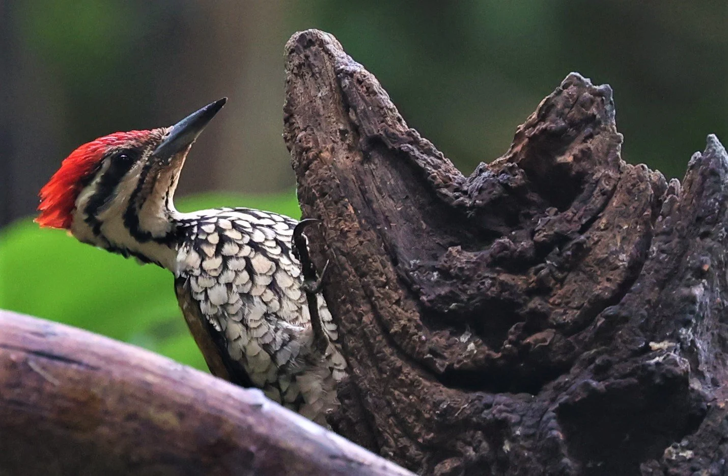 WOODPECKER - COMMON FLAMEBACK - Dinopium javenense - BAAN MAKA RESORT PETCHABURI PROVINCE (11).jpg