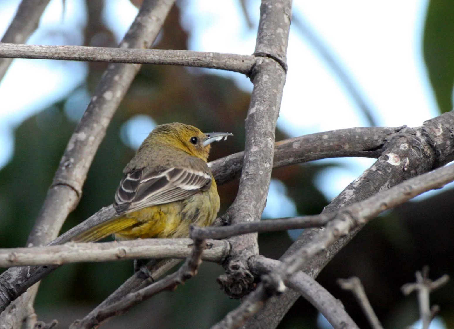 Hooded Oriole (Icterus cucullatus) Loreto Baja Mexico (6).JPG