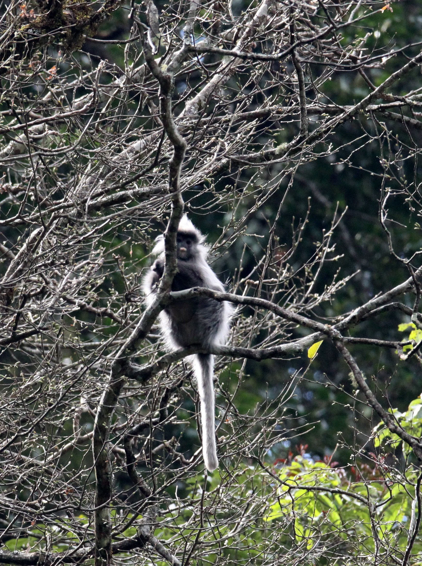 CERCOPITHECIDAE - Trachypithecus crepusculus - INDOCHINESE GRAY LANGUR - WULIANGSHAN NATURE RESERVE YUNNAN CHINA (21).JPG