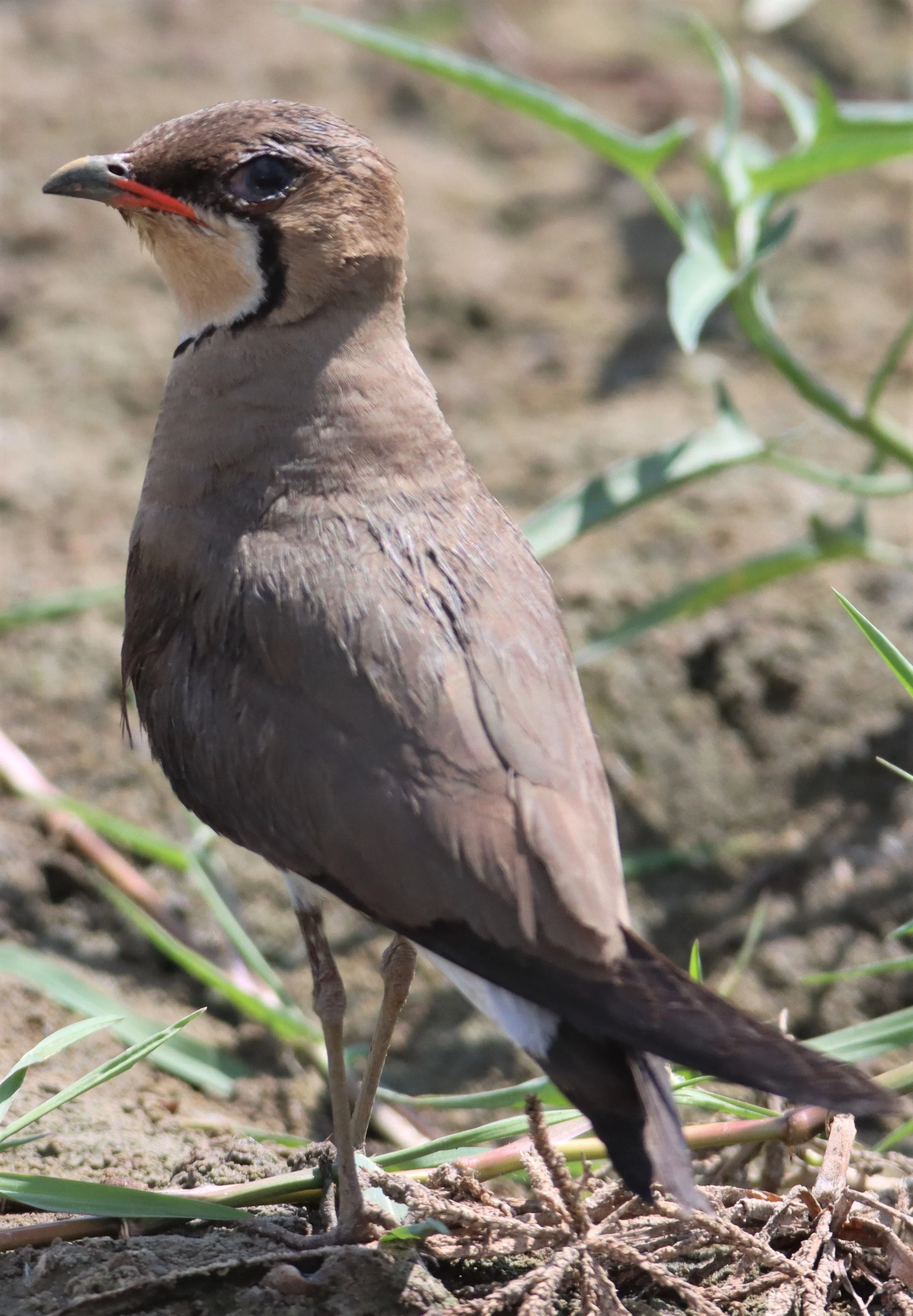 PRATINCOLE - ORIENTAL PRATINCOLE - Glaveola maldivarum - BANG KHAEM WETLANDS NAKHON PATHOM (12).jpg