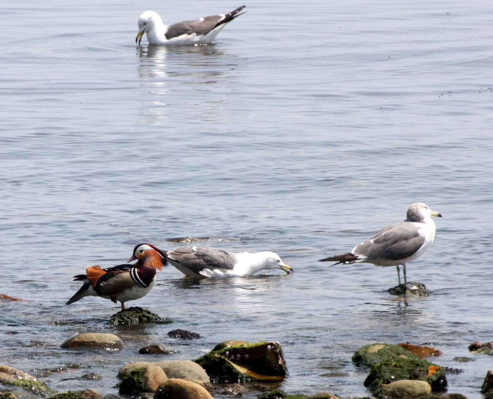 BIRD - DUCK - MANDARIN DUCK - WITH BLACK-TAILED AND HERRING GULLS - KAWAUCHI JAPAN (11).JPG