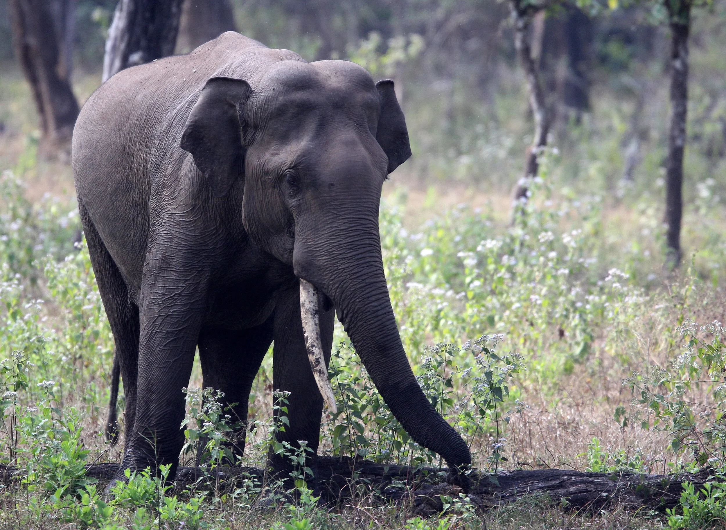 ELEPHANT - ASIAN OR INDIAN ELEPHANT - THOLPETTY RESERVE WAYANAD KERALA INDIA (11).JPG