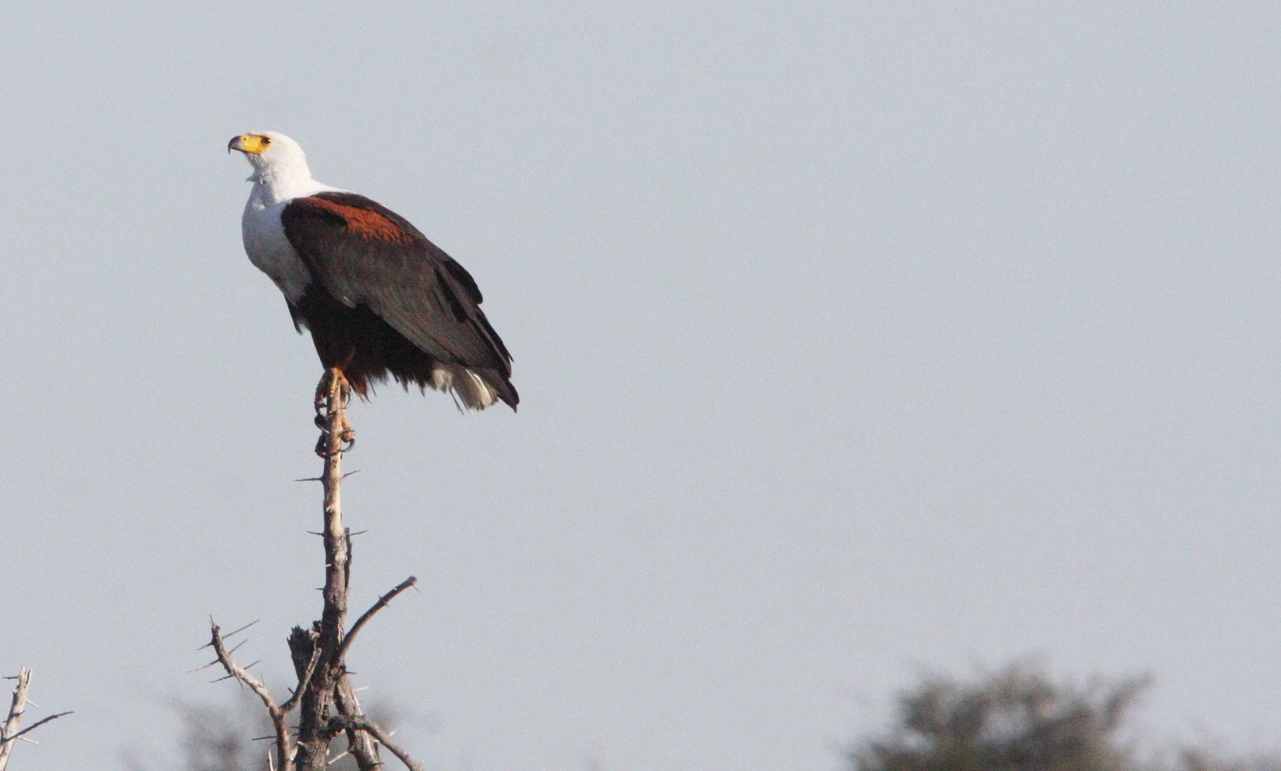 Haliaeetus vocifer - AFRICAN FISH EAGLE - KHWAI CAMP OKAVANGO BOTSWANA (7).JPG