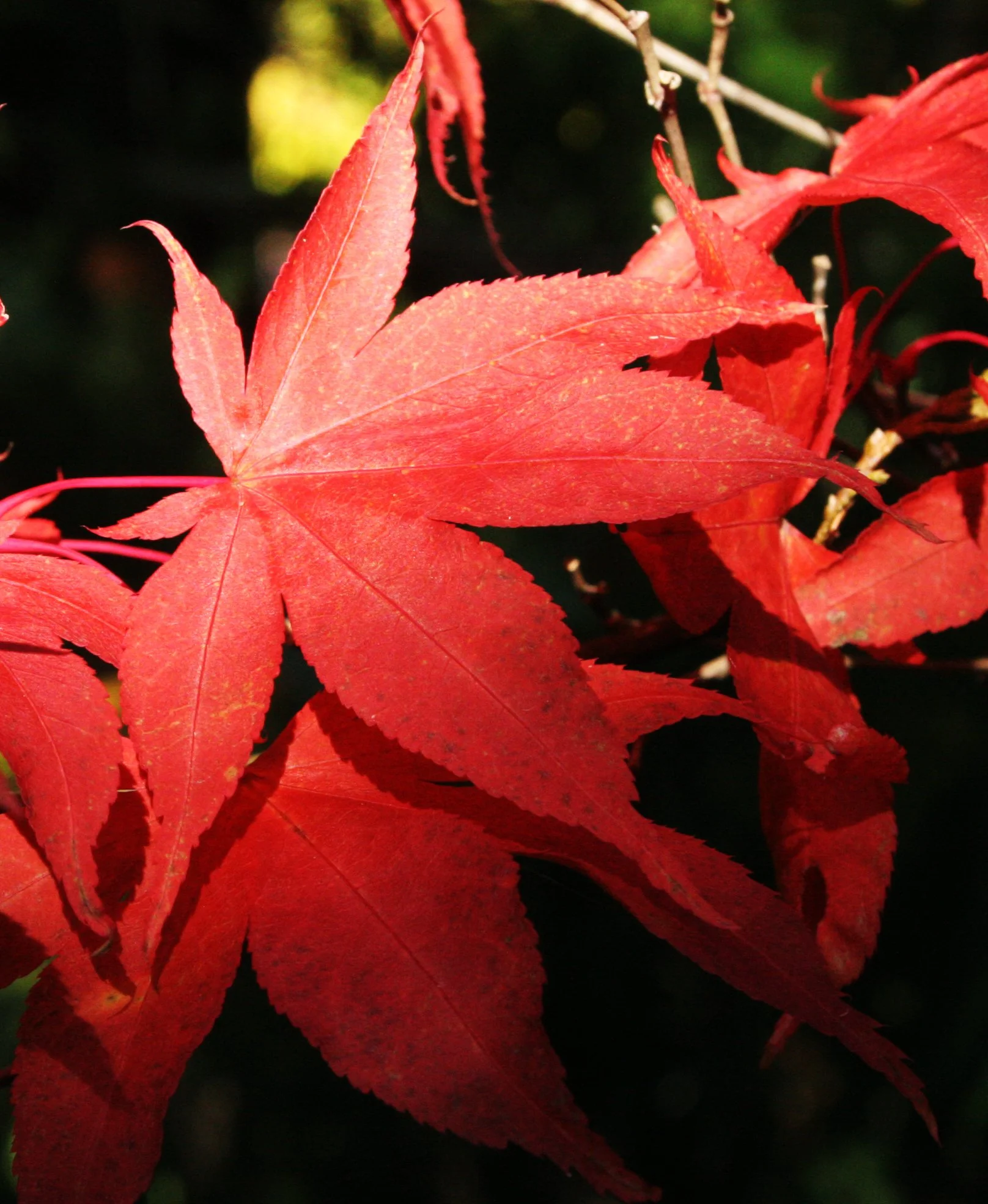 2008-10-26 MAPLE AND MERLOT - ELWHA RIVER VALLEY WA (11).JPG