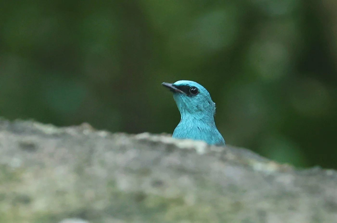 FLYCATCHER - VERDITER FLYCATCHER - Eumyias thalassina - WAT THAM PRATHUM CHONBURI JAN 30 2022 (1).jpg