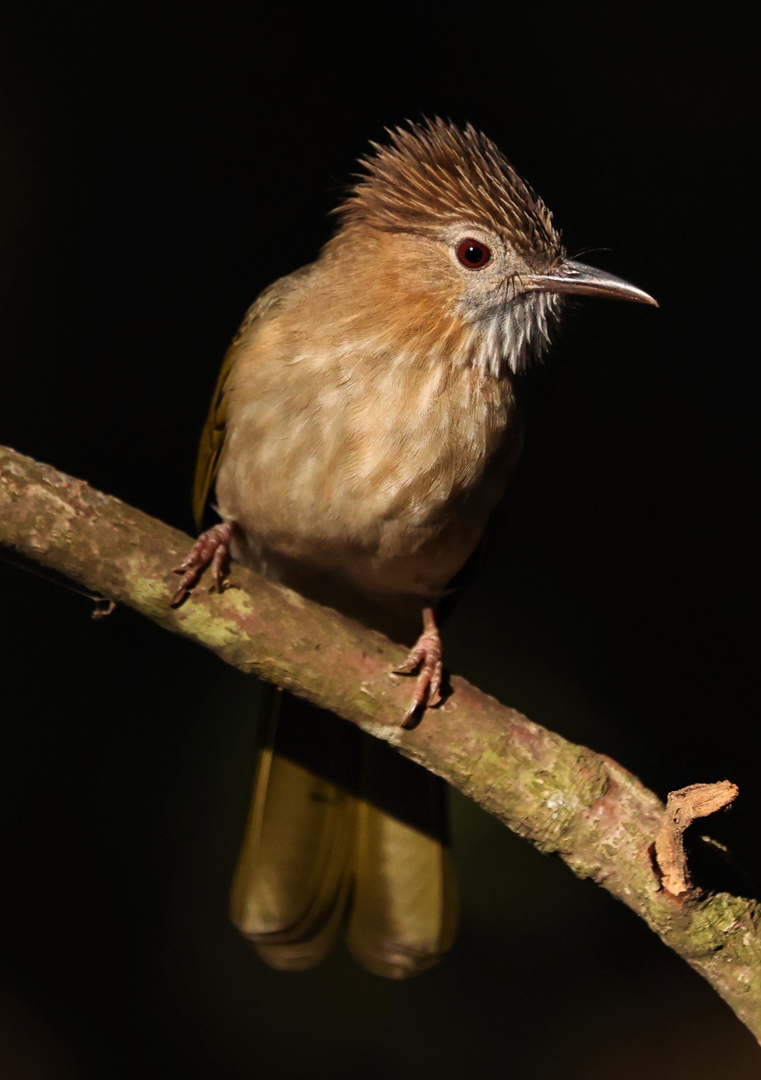 BULBUL - MOUNTAIN BULBUL - Ixos mcclellandii - DOI ANG KHANG CHIANG MAI (32).JPG