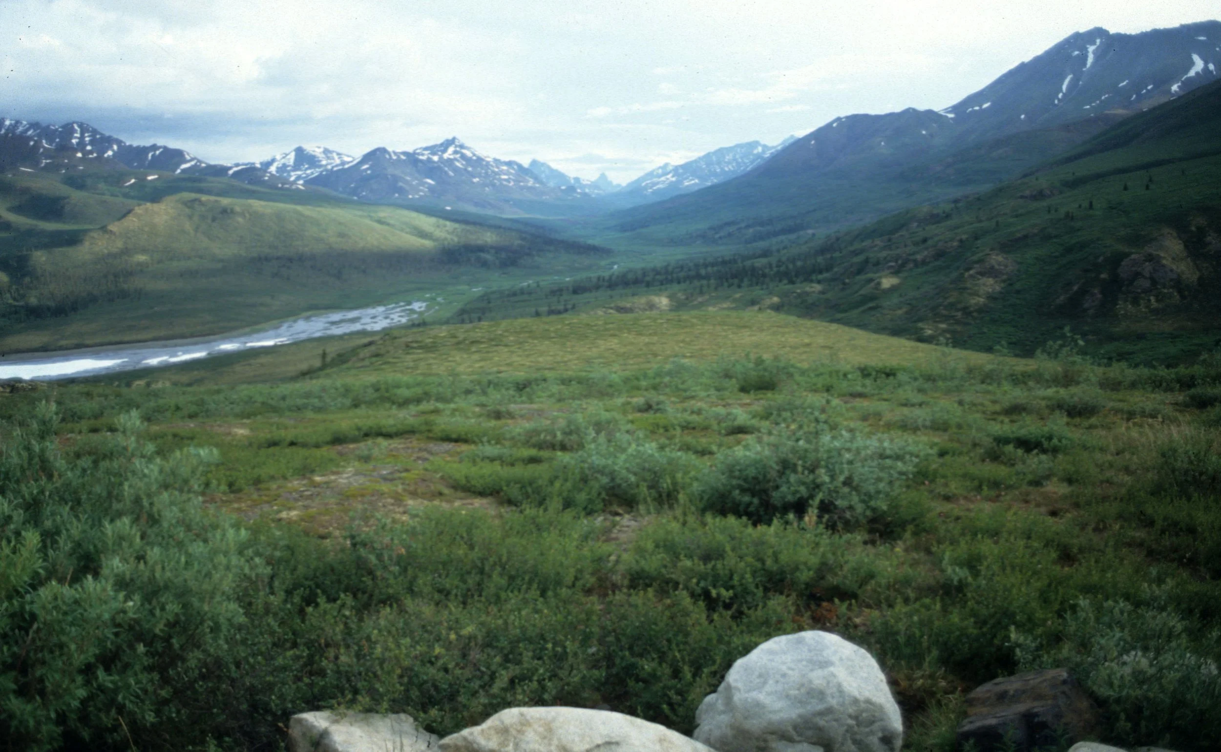ALASKA - DENALI.jpg