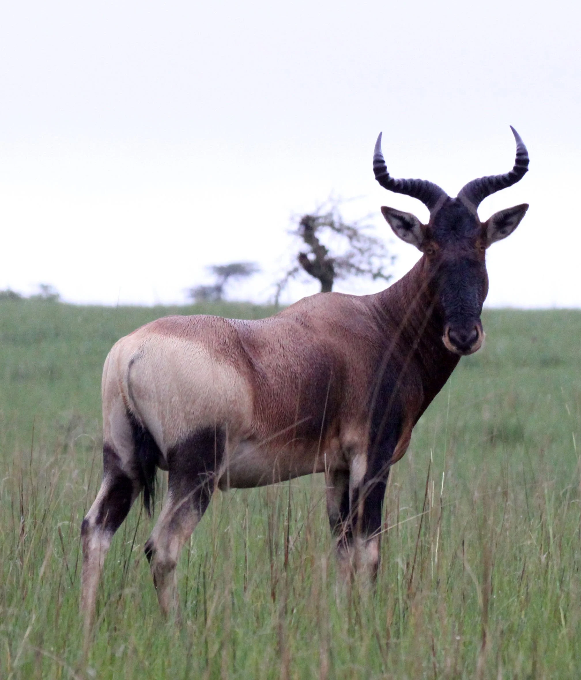 HARTEBEEST - SWAYNE'S HARTEBEEST - Alcephalus swaynei - SENKELE SANCTUARY ETHIOPIA (43).JPG