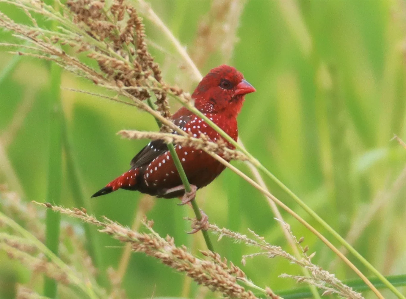 RED AVADAVAT - Amandava amandava - LAD KRABANG  THAP YAO RICE FIELDS AUGUST 14 2021 (5).jpg