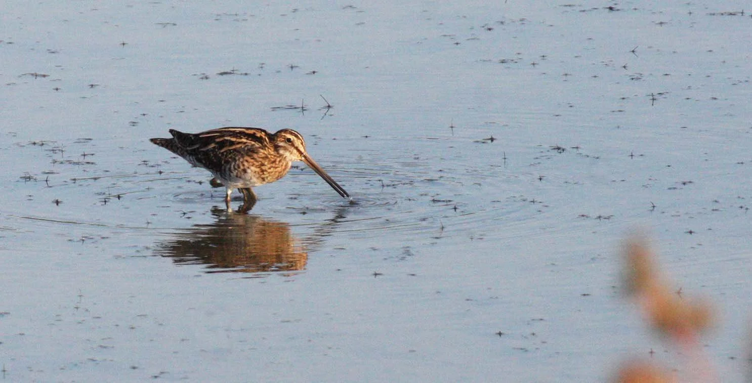 BIRD - SNIPE - COMMON SNIPE - KHAO SAM ROI YOT THAILAND (2).JPG