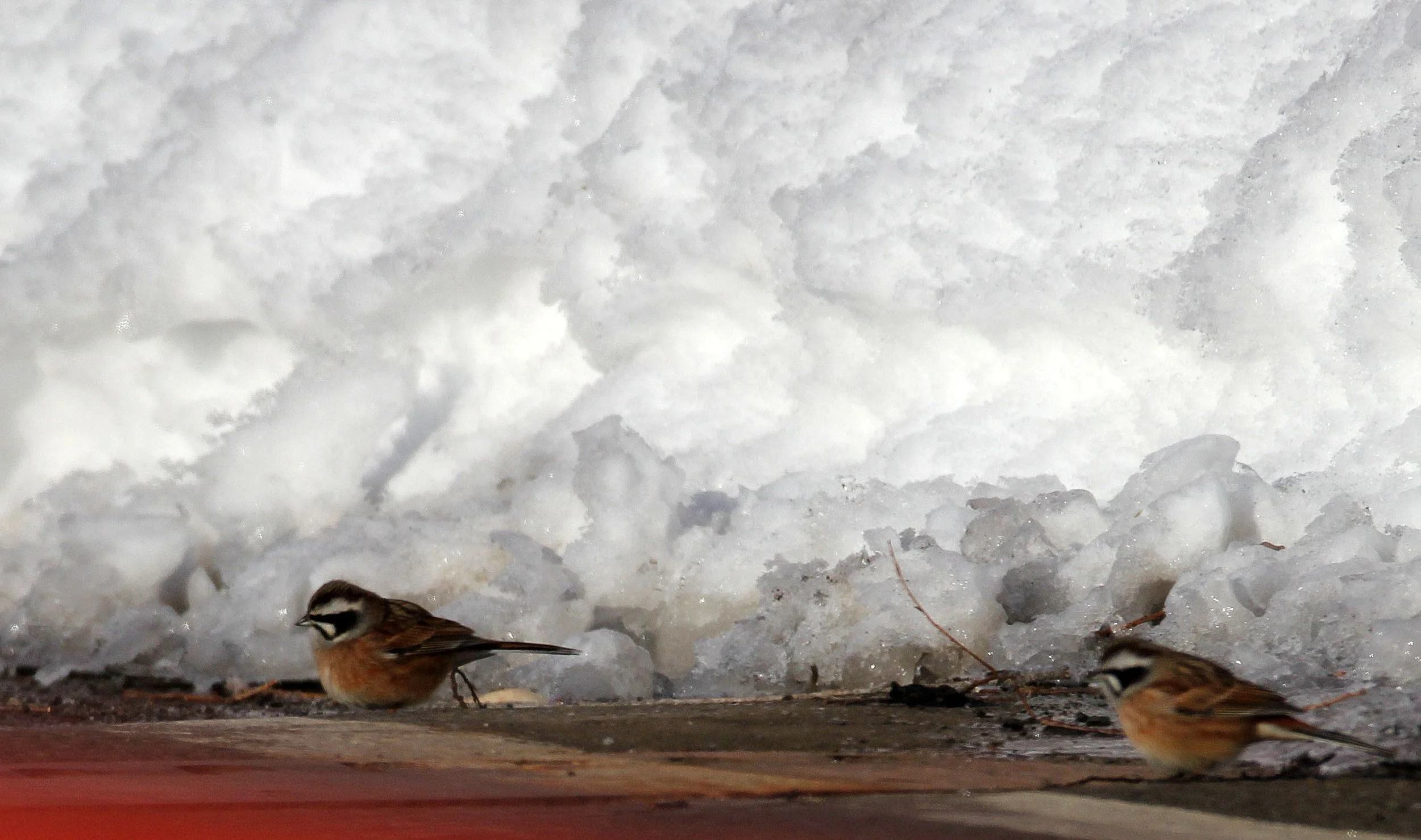 Meadow (Siberian) Bunting (Emberiza cioides) Otowabashi Tsurui Town Hokkaido (4).JPG