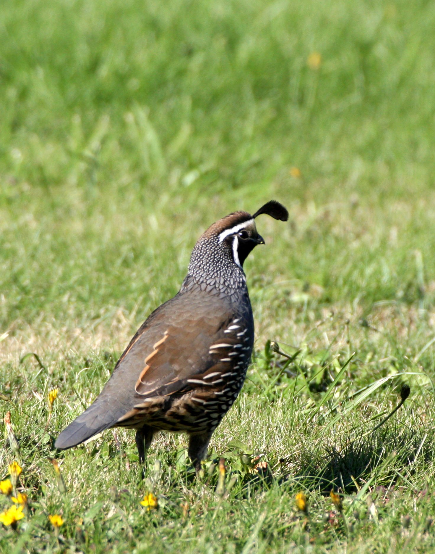 BIRD - QUAIL - CALIFORNIA QUAIL - SEQUIM BAY WA.JPG