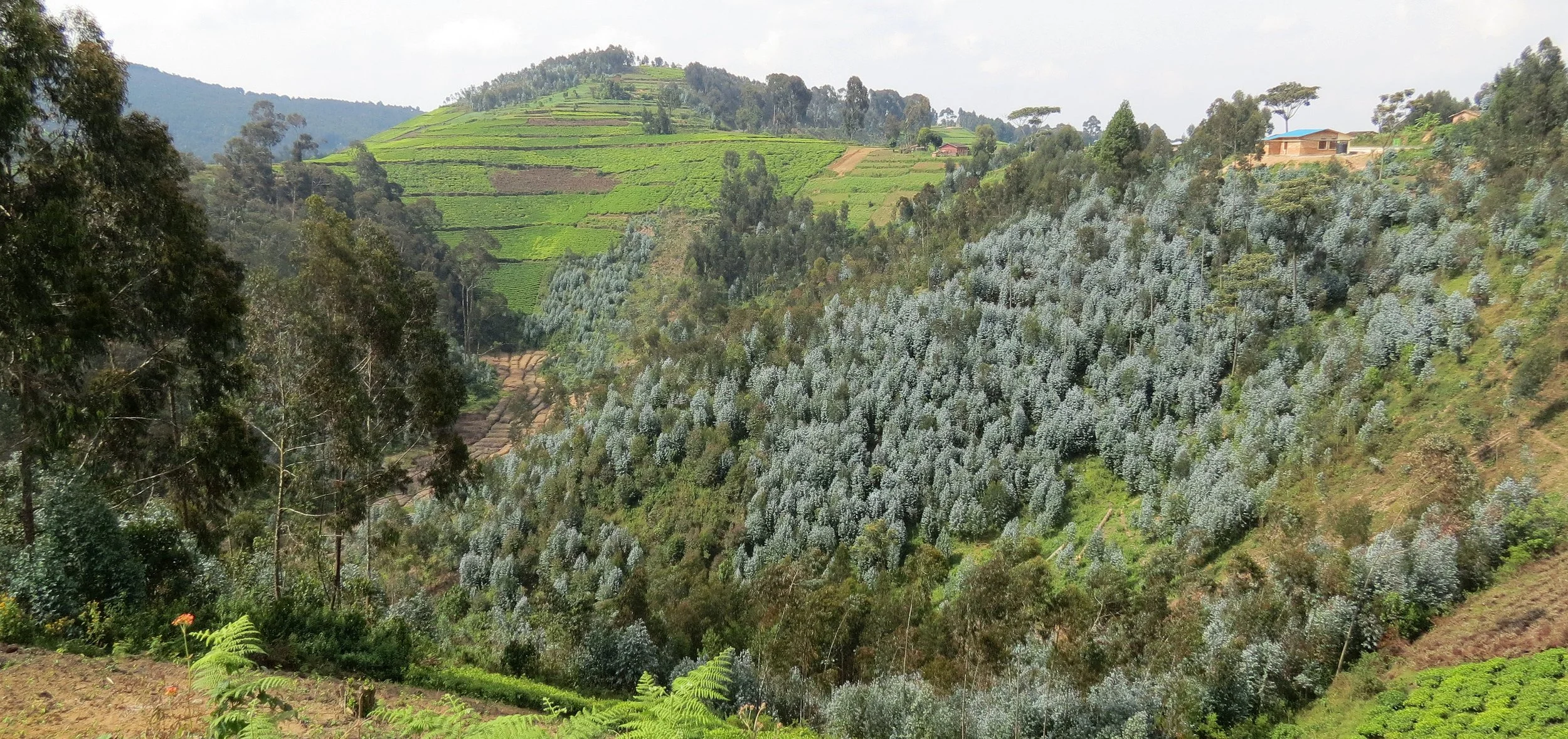 NYUNGWE NATIONAL PARK RWANDA (581).JPG