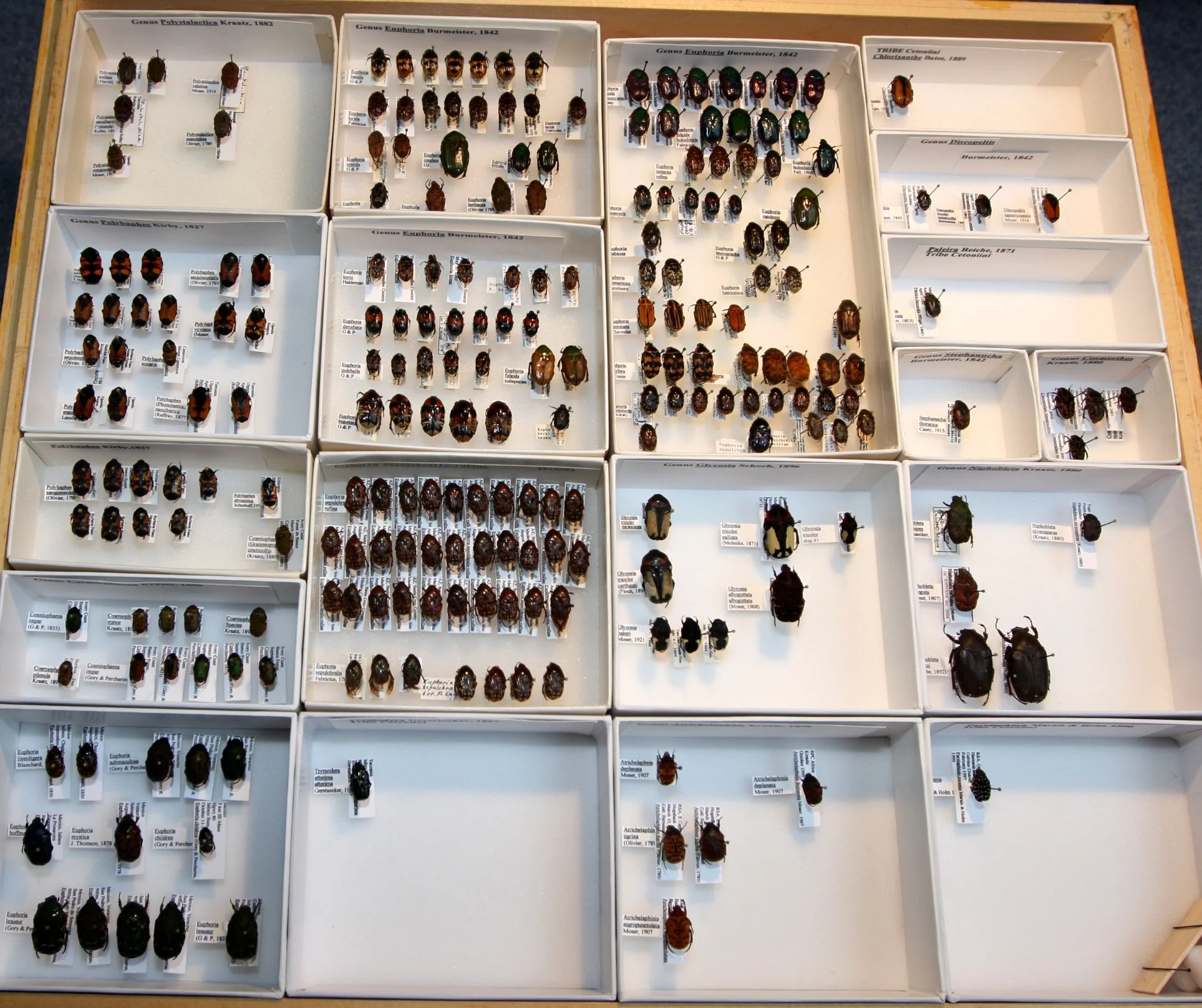 Cetoniinae 31 – Gymnetina – Euphoria.JPG