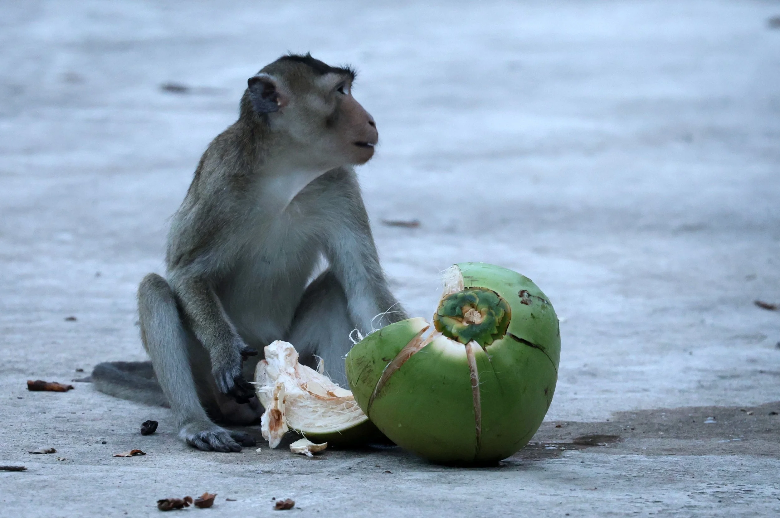 Long-tailed Macaque (Macaca fascicularis) Wat Ku Phra Kona - Roi Et (5).jpg