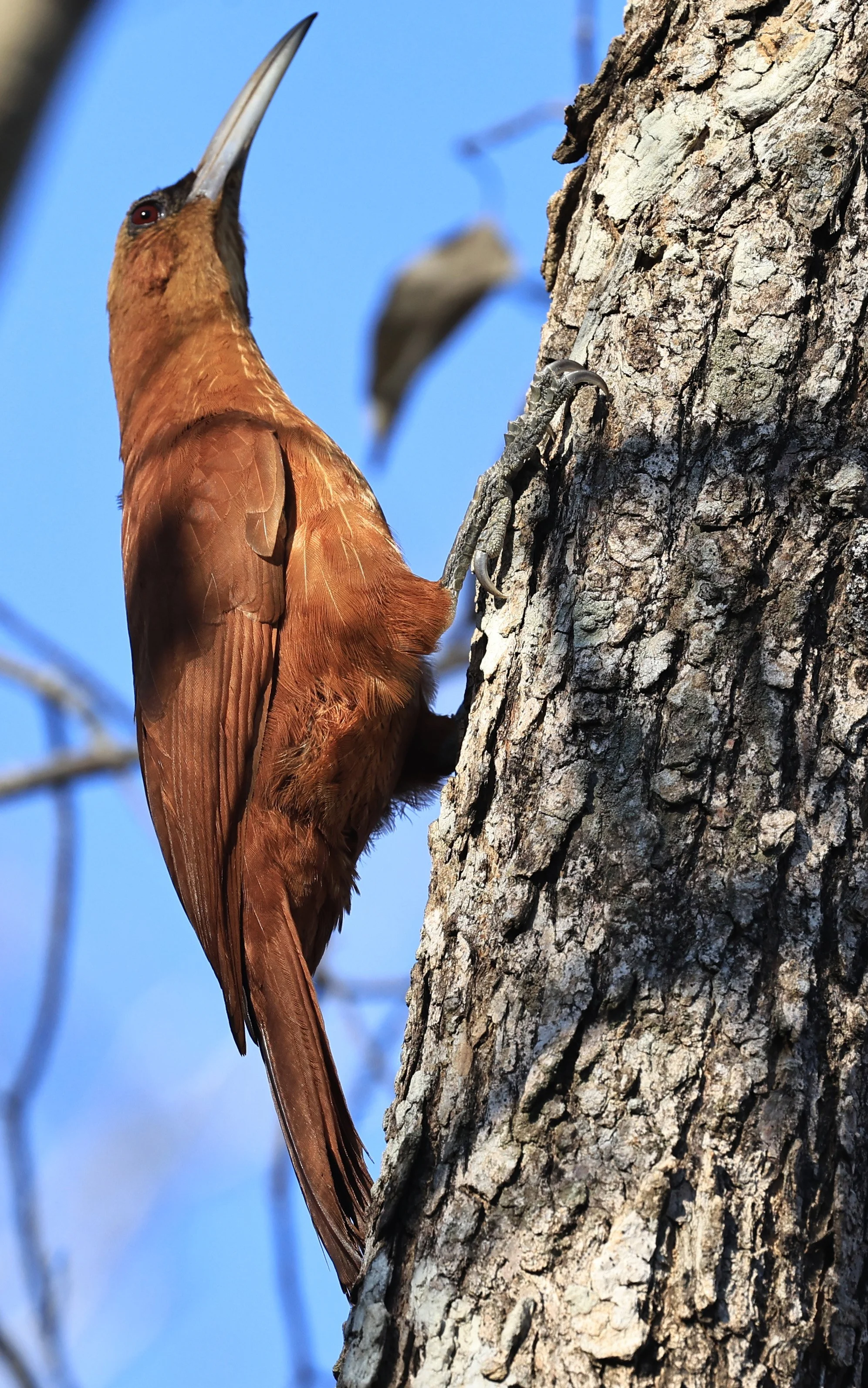 Great Rufous Woodcreeper (Xiphocolaptes major) Agua Dulce Paraguay (18).jpg