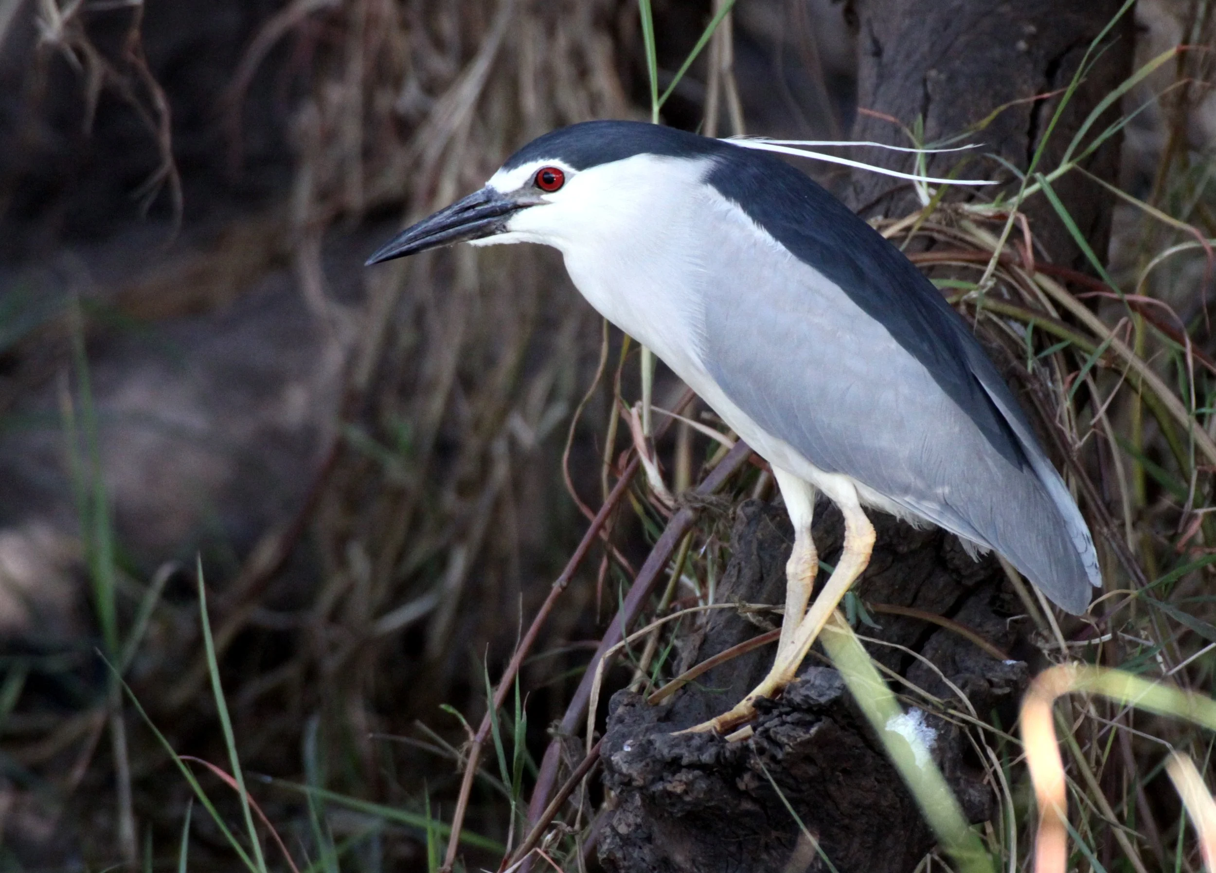 HERON - BLACK-CROWNED NIGHT HERON - Nycticorax nycticorax - CHOBE NATIONAL PARK BOTSWANA (41).JPG