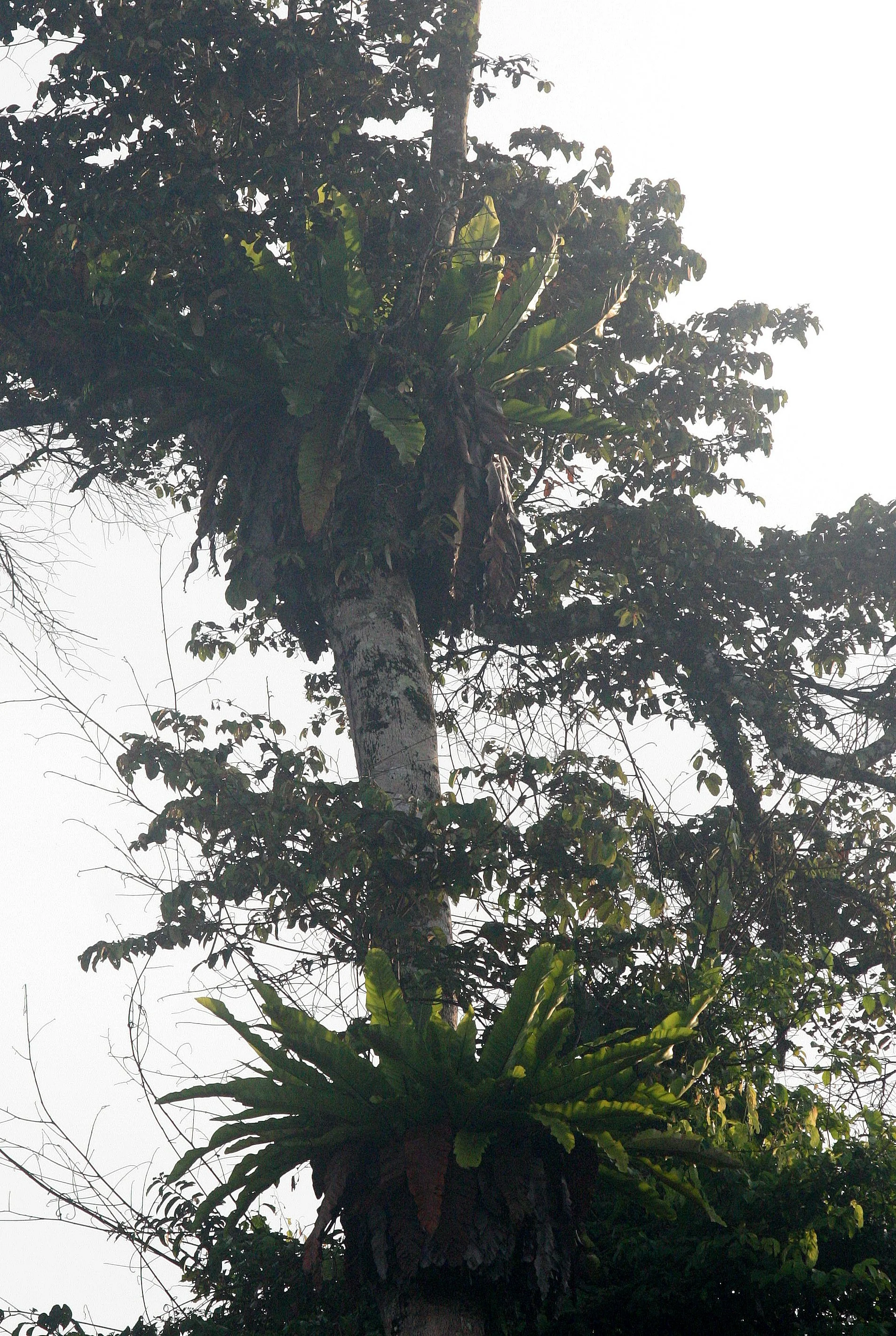 KINABATANGAN RIVER BORNEO - BIRD'S NEST FERN (2).JPG