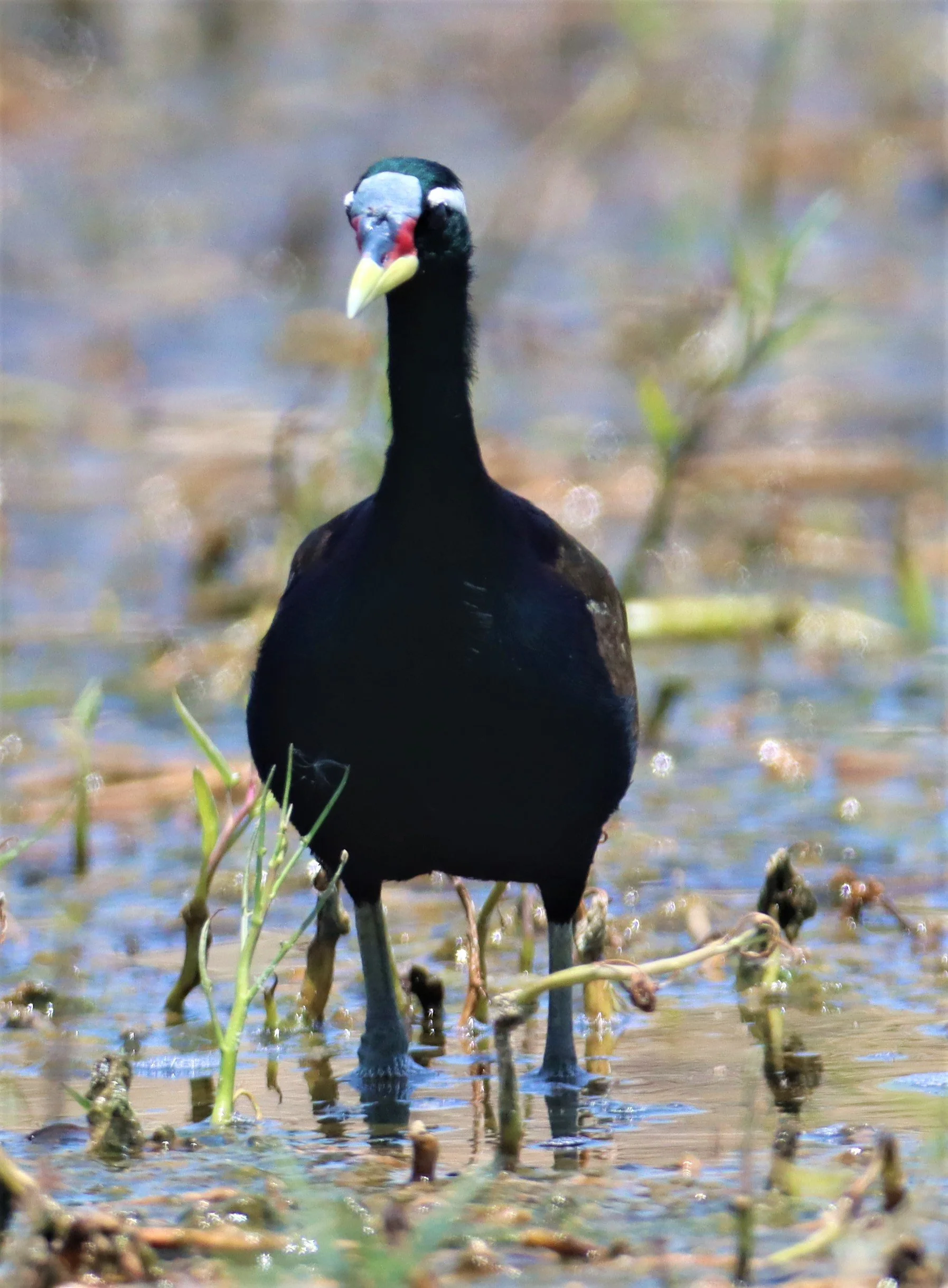 JACANA - BRONZE-WINGED JACANA - Metopidius indicus - BANG KHAEM WETLANDS NAKHON PATHOM (8).jpg