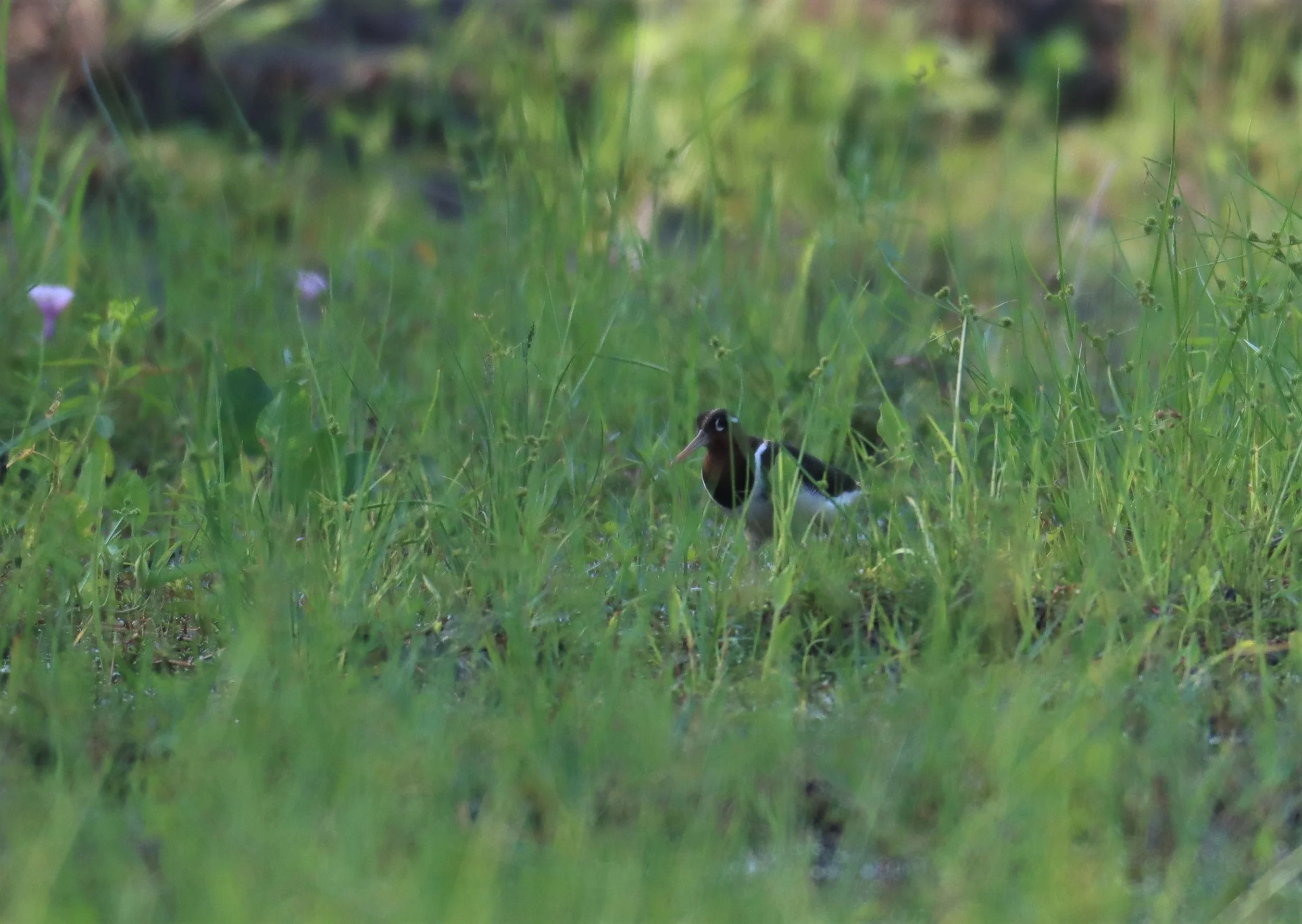 SNIPE - GREATER PAINTED SNIPE - Rostratula benghalensis - PATHUM THANI RICE RESE (6).JPG