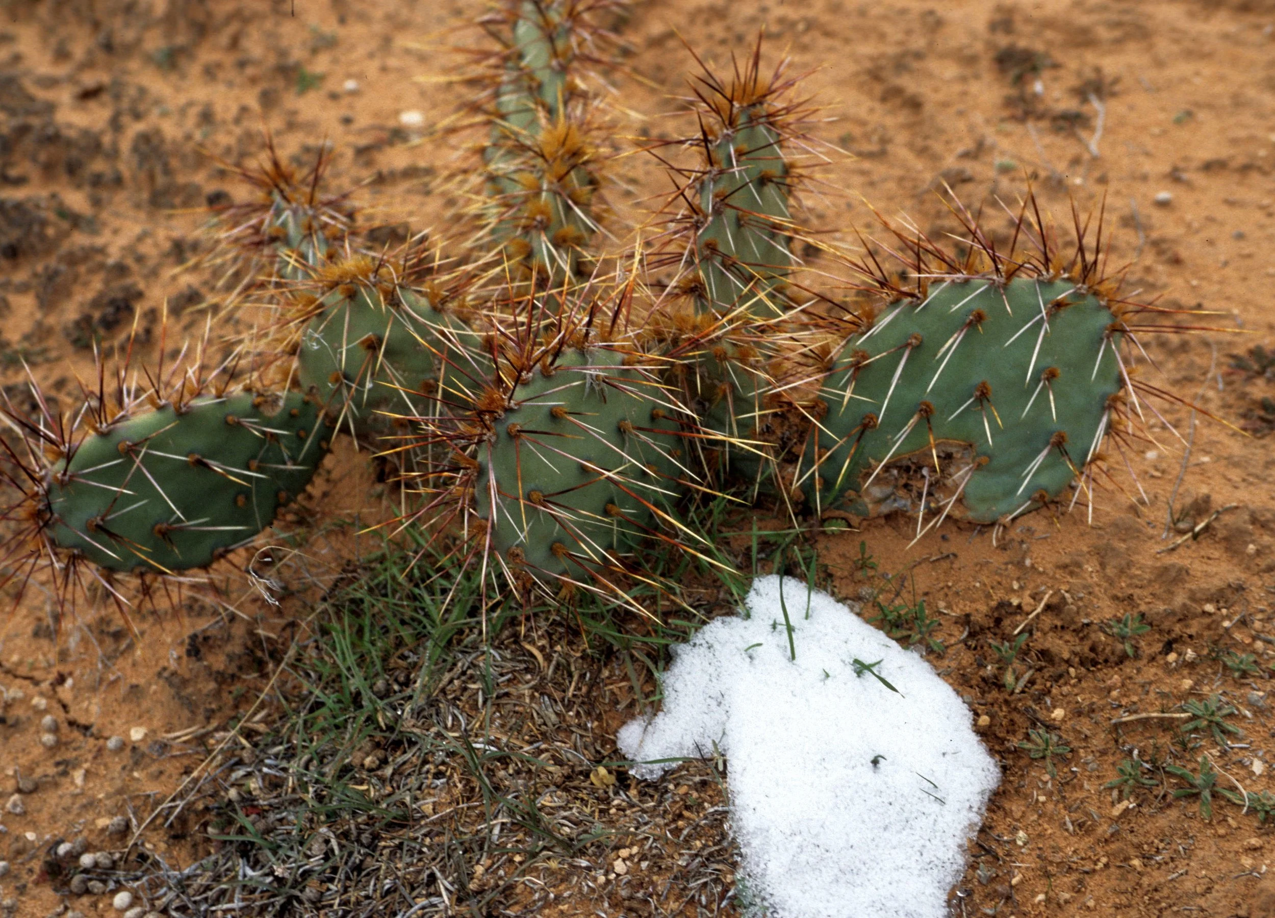UTAH - CANYONLANDS NP - OPUNTIA SPECIES.jpg