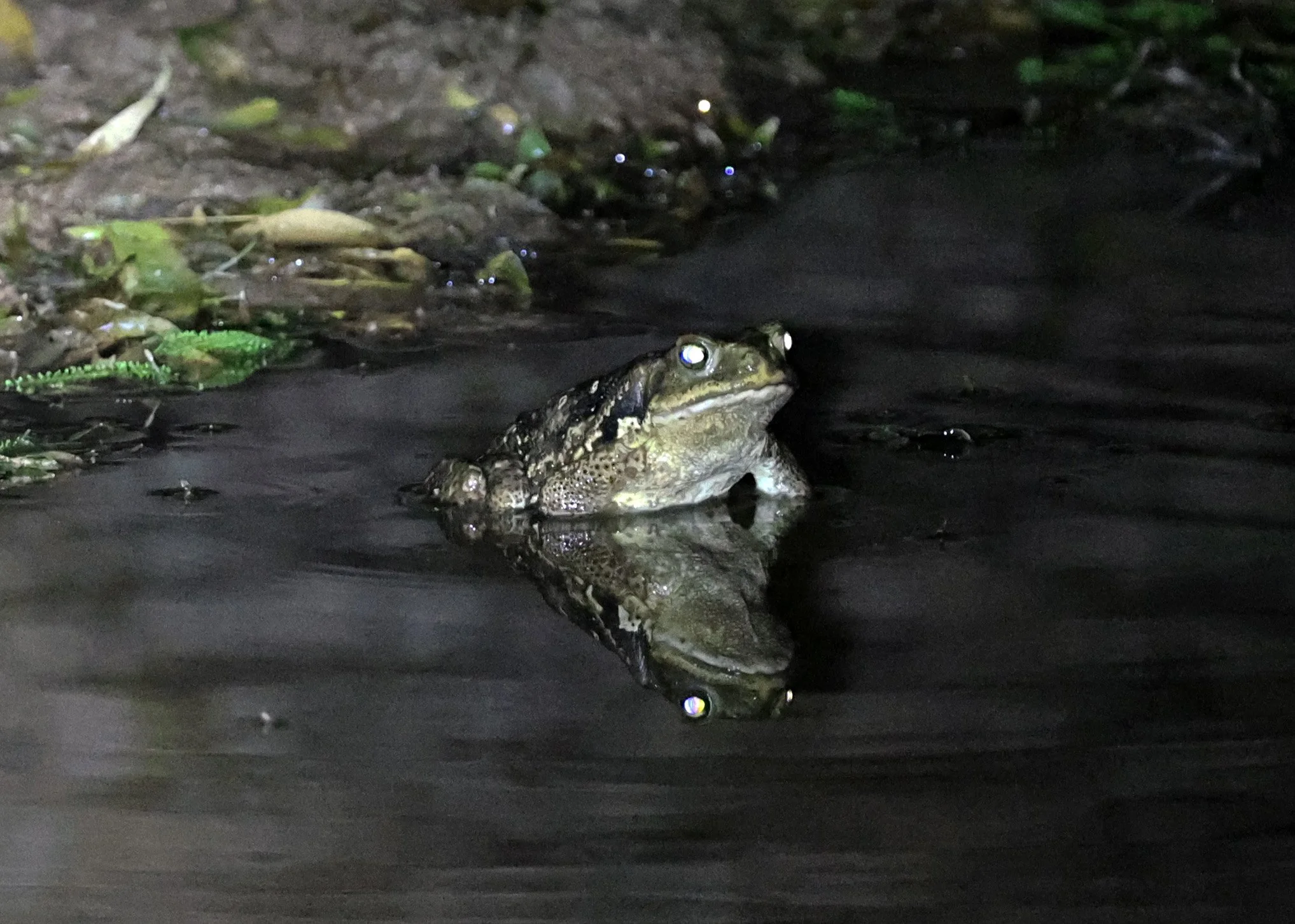 Cururu or Cope's Toad (Rhinella diptycha) Chaco Lodge & Laguna Salada (2).jpg