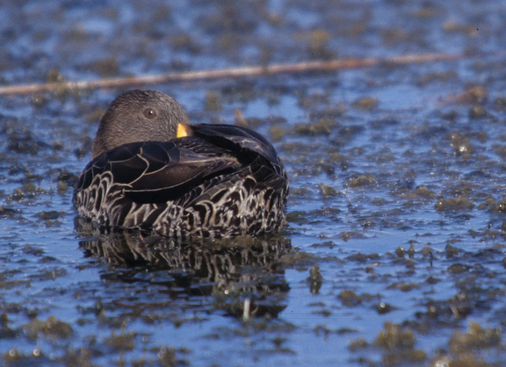 BIRDS - DUCK - YELLOWBILLED- KRUGER C.jpg