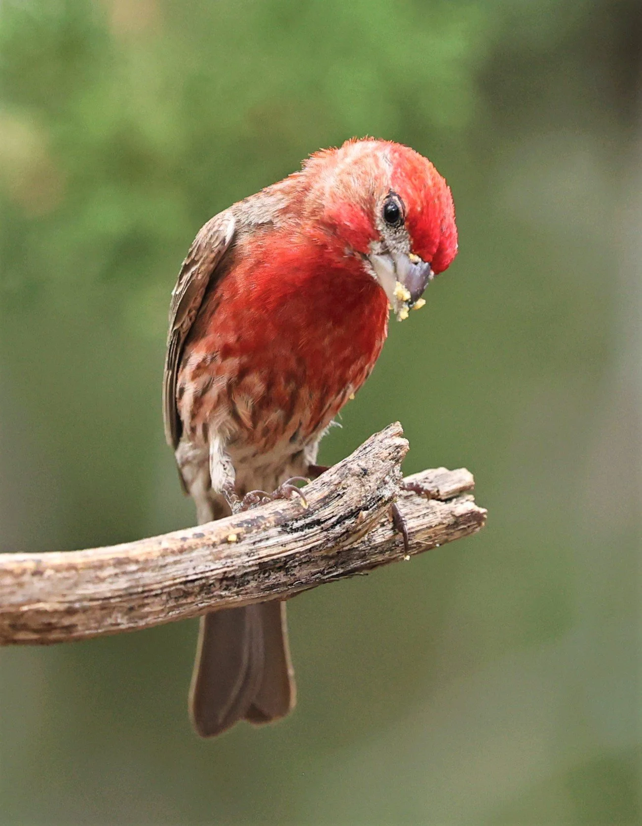 House Finch (Haemorhous mexicanus) Davis Mountains State Park, Texas (27).jpg