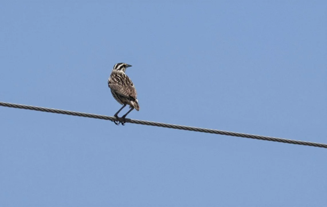 Western Meadowlark (Sturnella neglecta)Lake Carlsbad New Mexico.jpg